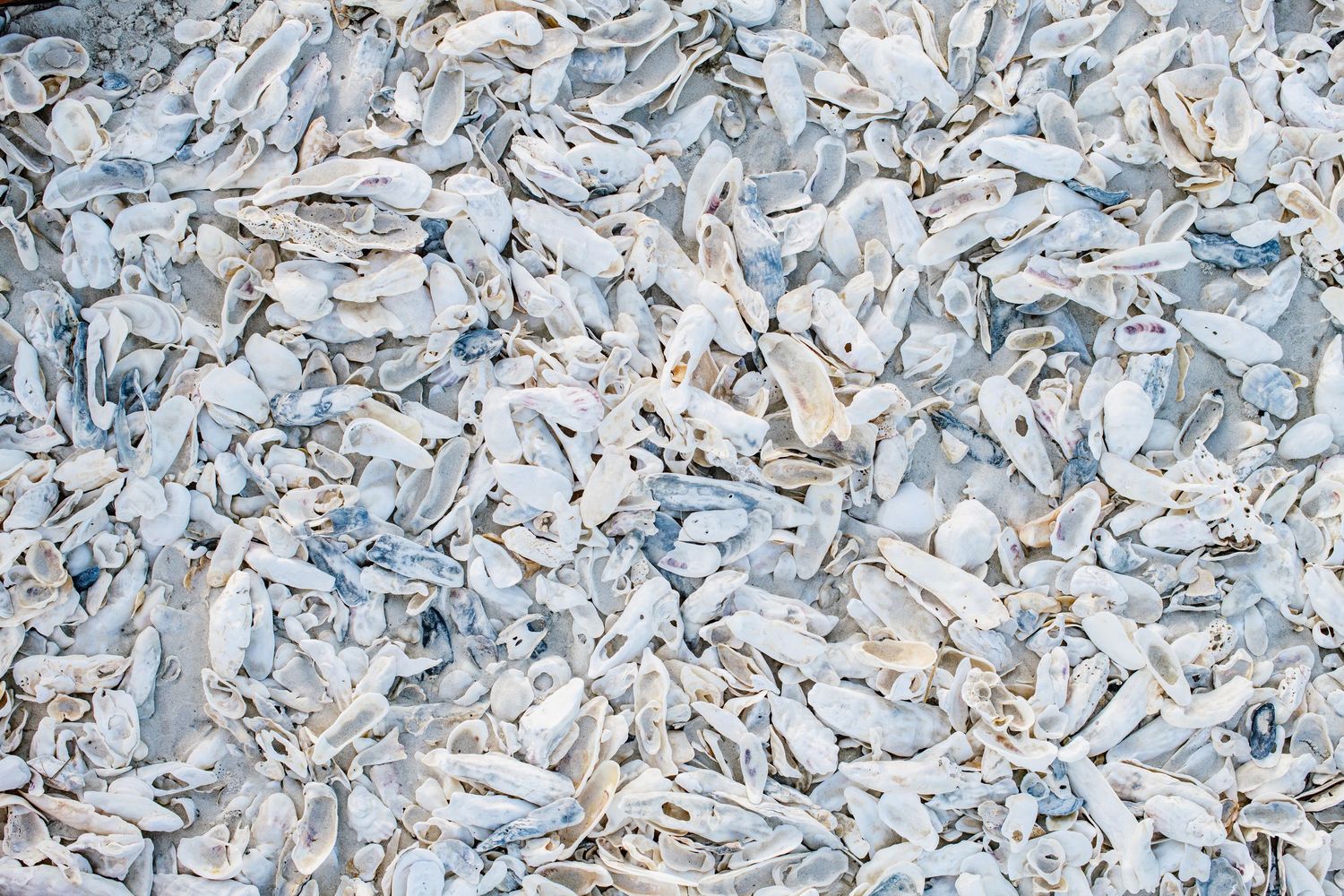Shredded white and blue paper documents scattered in a chaotic pattern creating a textured background.