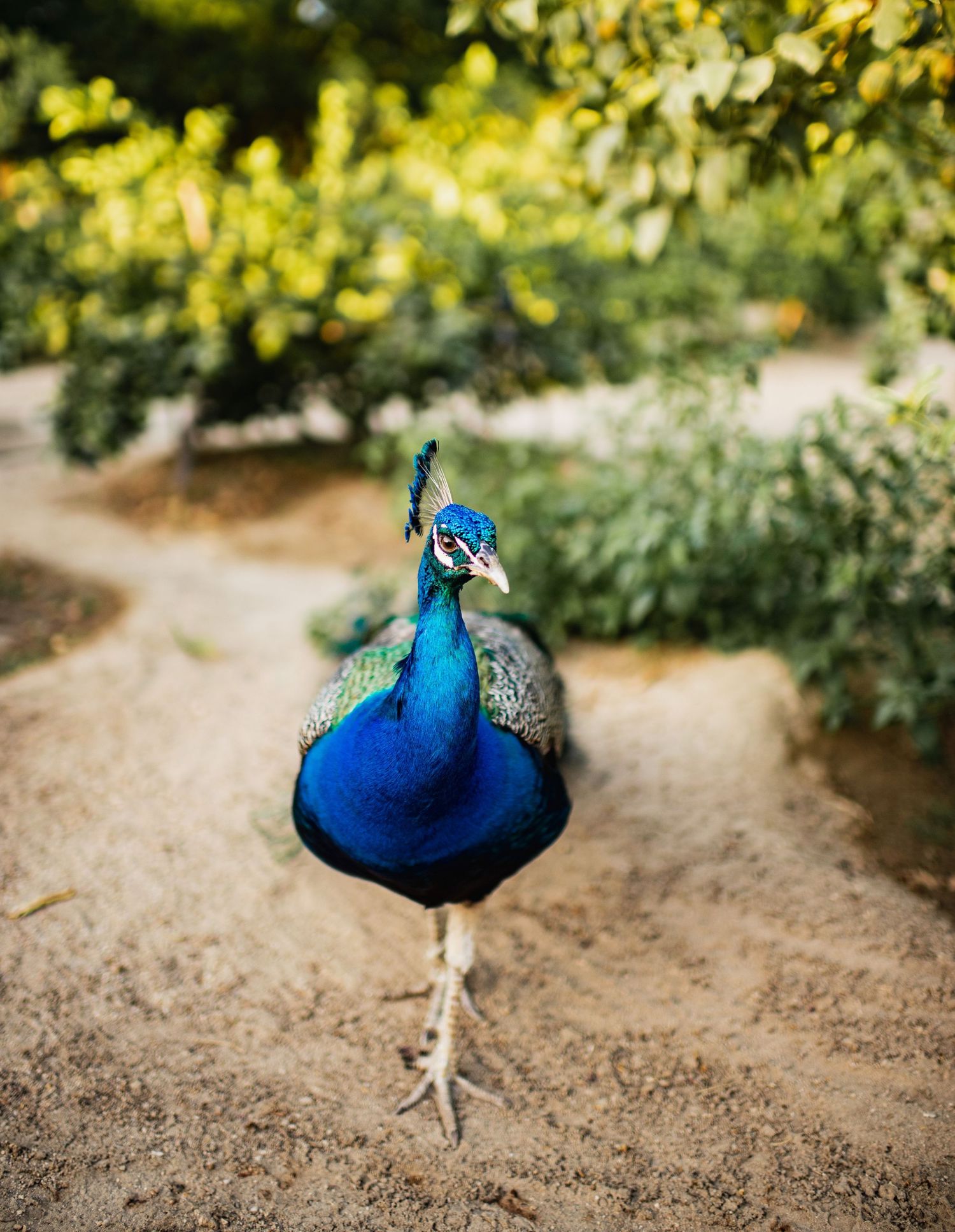 A sequence of photos showing a vibrant blue peacock walking on sandy ground with foliage in the background.