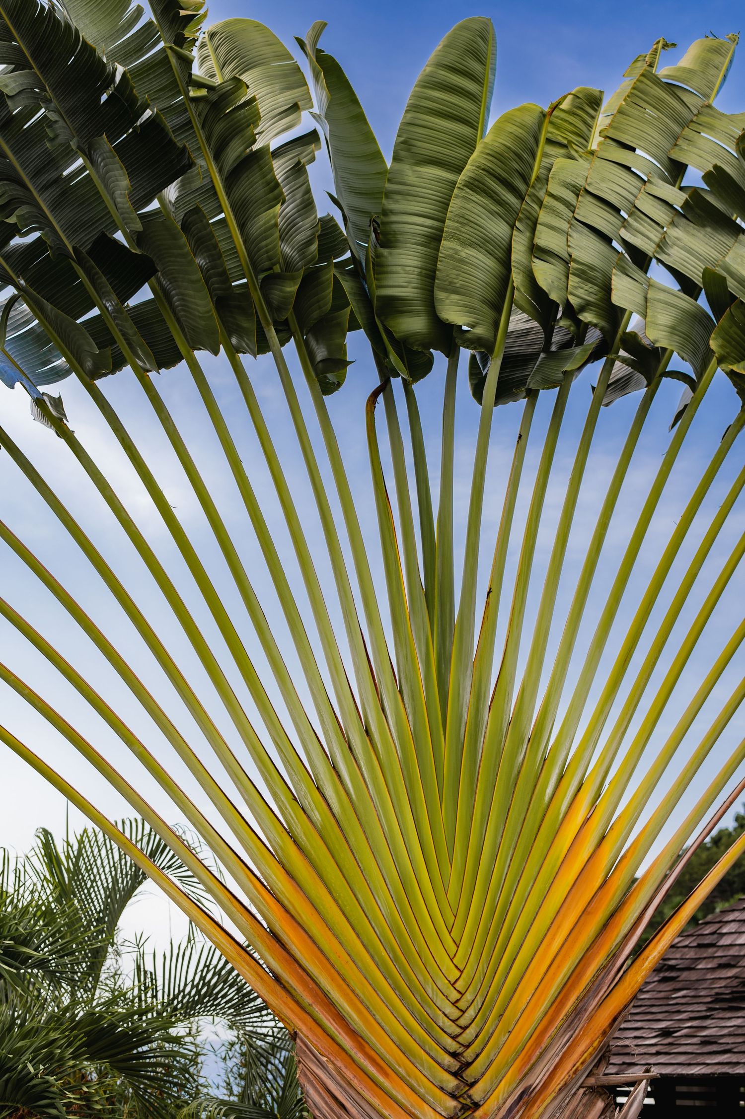 Large fan-shaped tropical palm fronds spread against bright blue sky creating a natural geometric pattern.