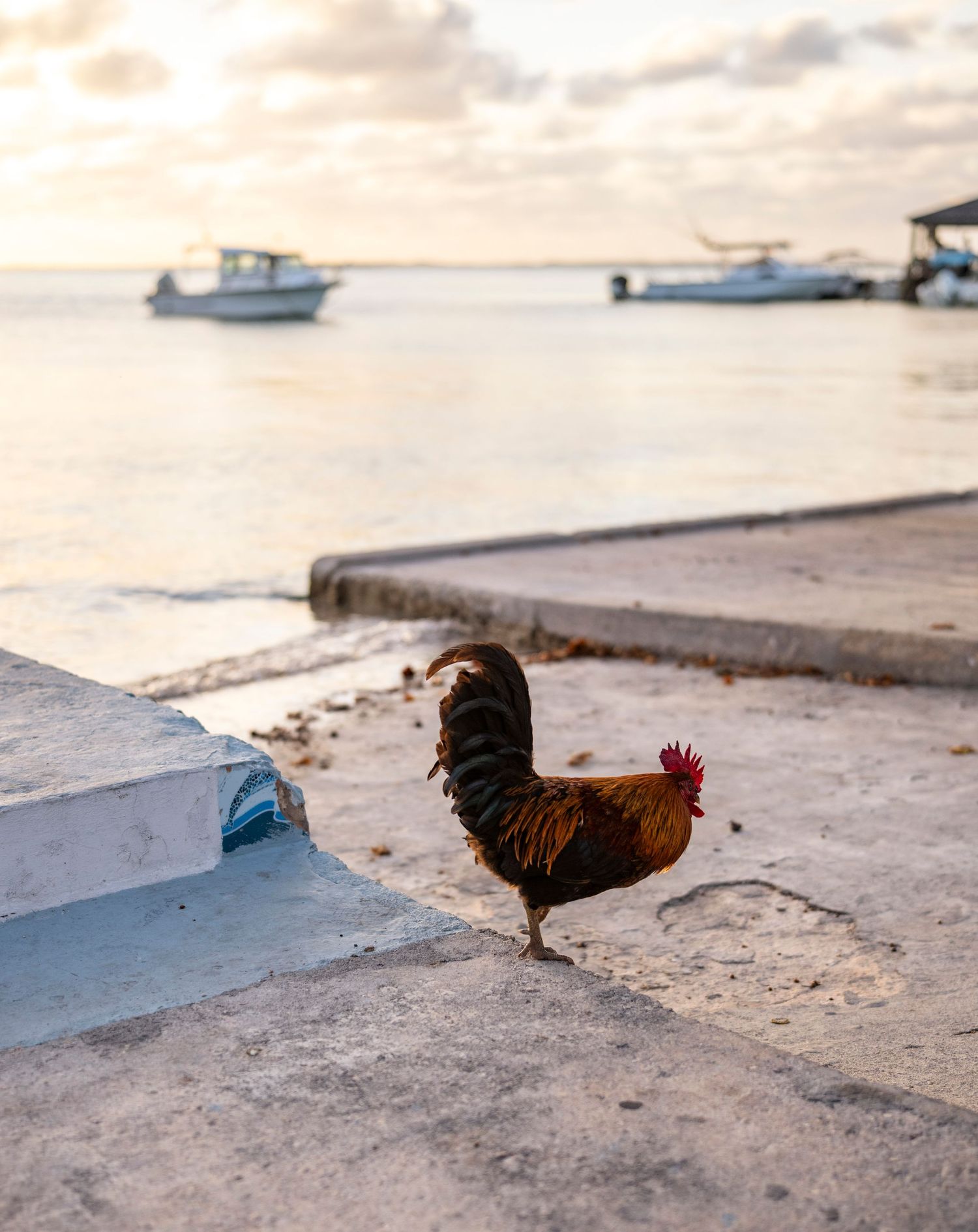 Roosters walk along a beachfront path with boats visible in the background during sunrise.
