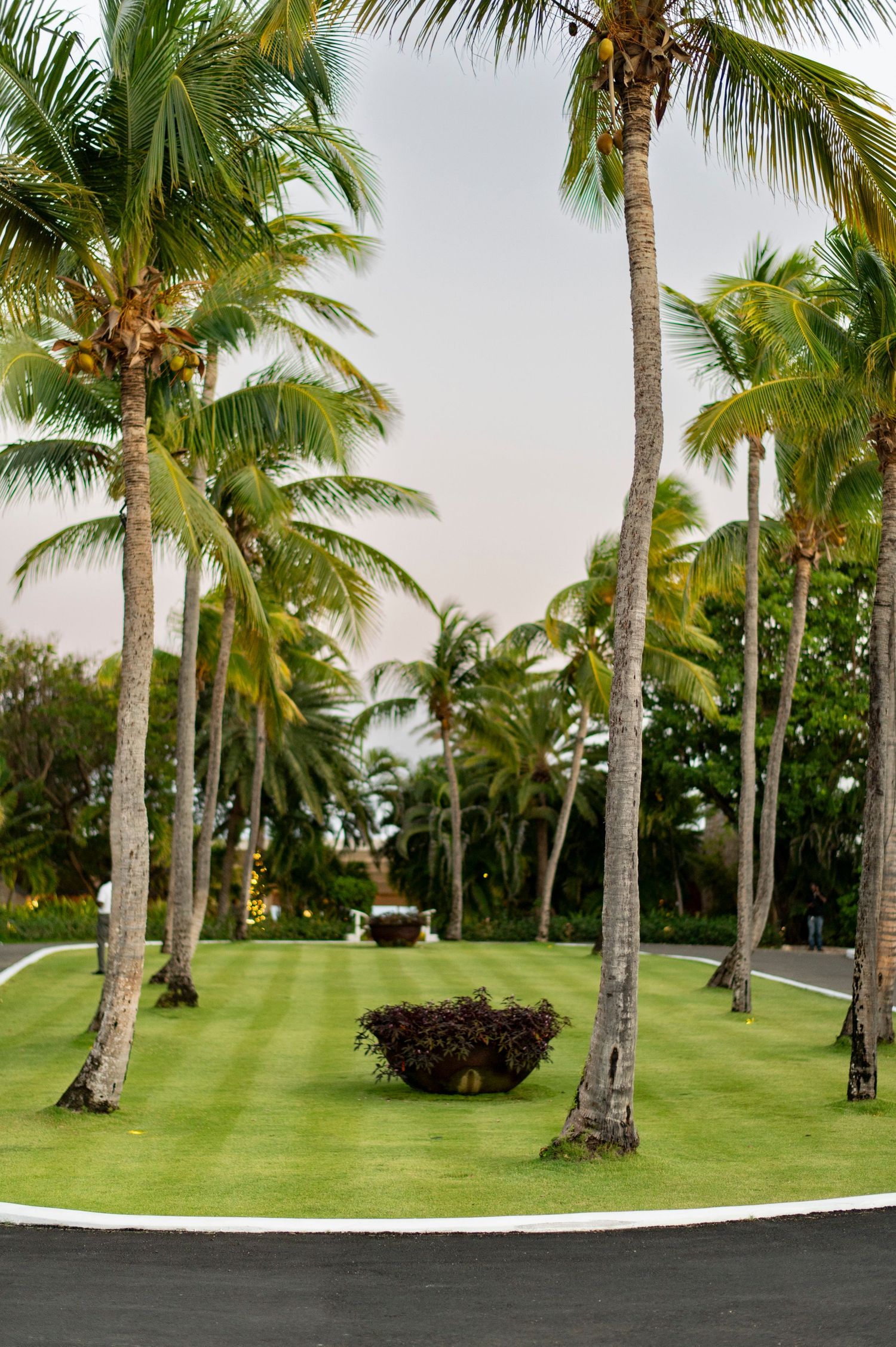 Row of tall palm trees line a lush green lawn at a tropical resort venue.