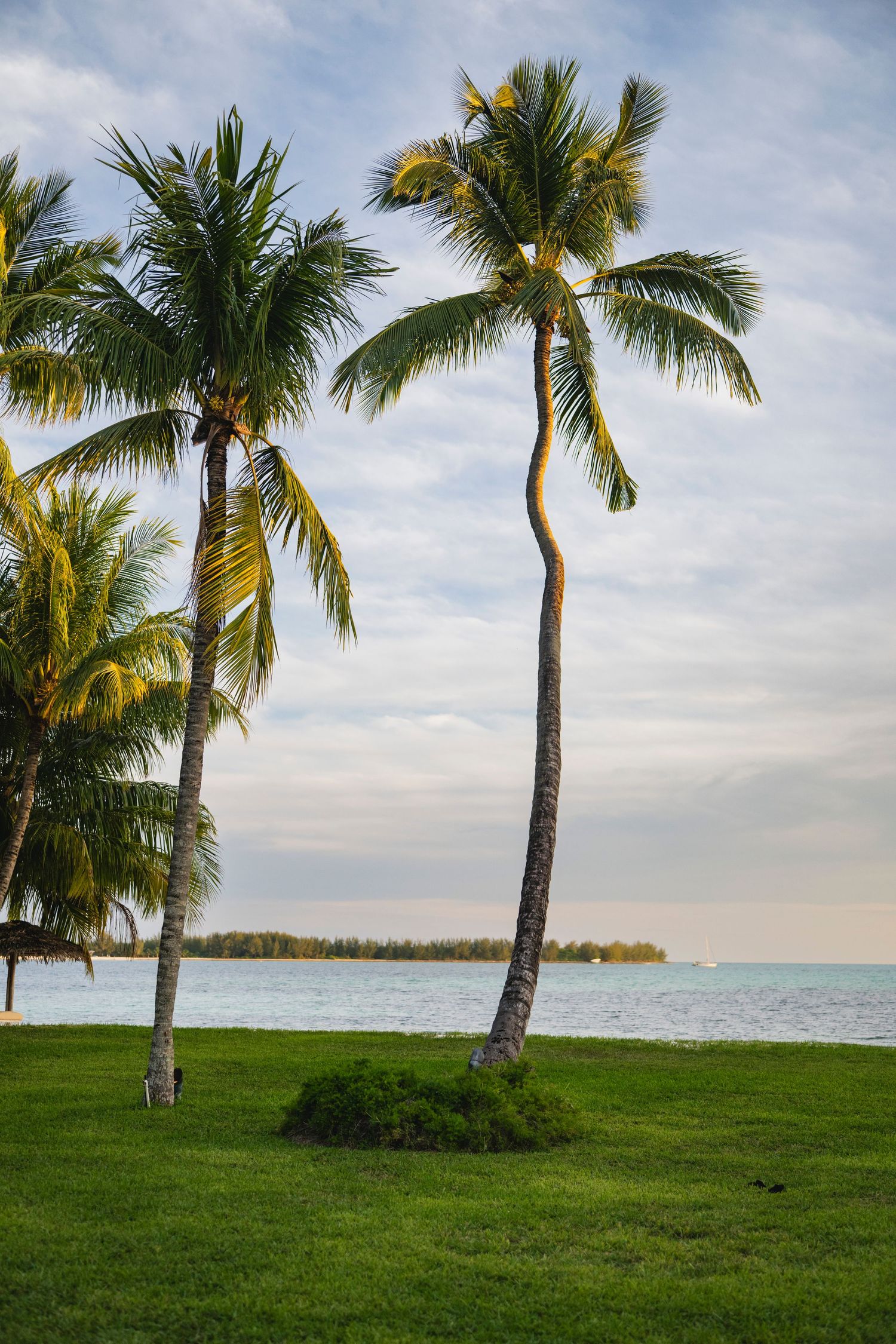 Tall palm trees line a grassy waterfront with calm ocean waters and blue sky in a tropical paradise setting.