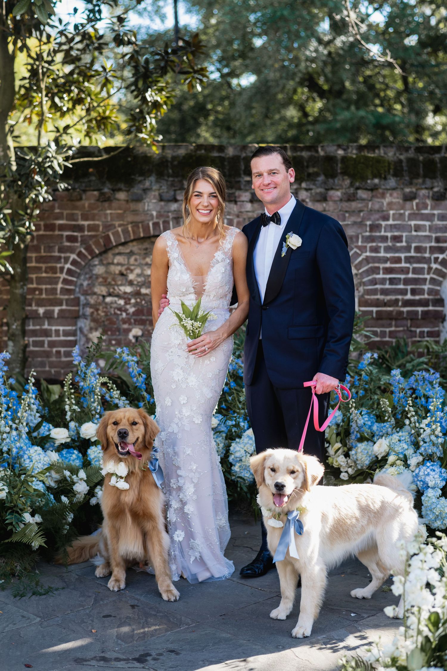 A couple in wedding attire poses with their two golden dogs against a brick wall with blue hydrangeas.