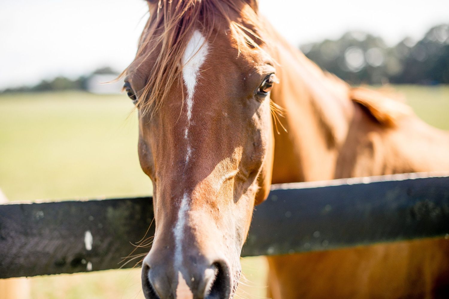Close-up photo of a brown horse's face and neck in warm sunlight showing gentle expression and soft features.