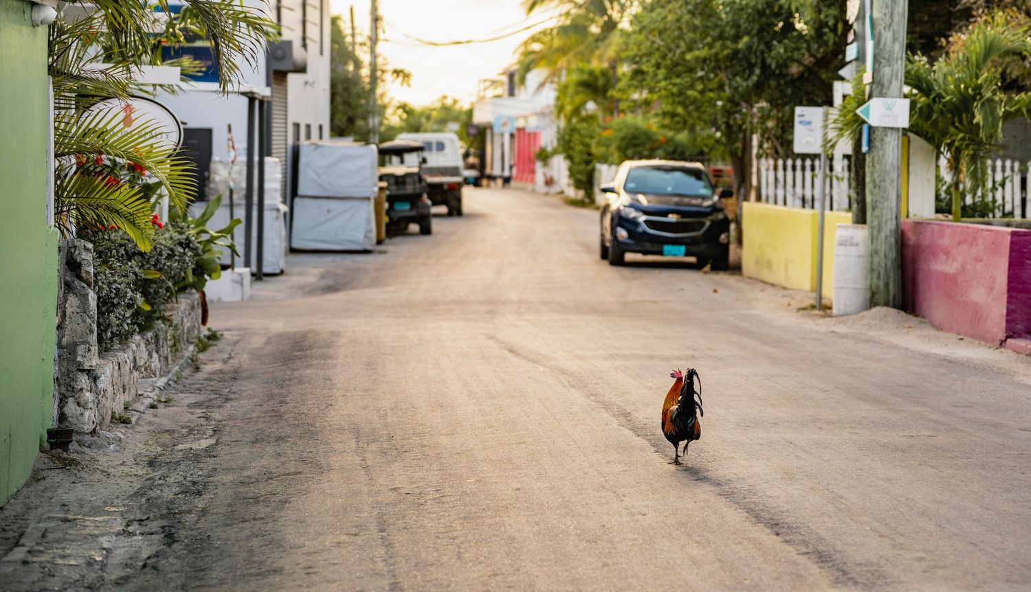 Narrow cobblestone streets lined with colorful buildings and palm trees in a tropical destination.