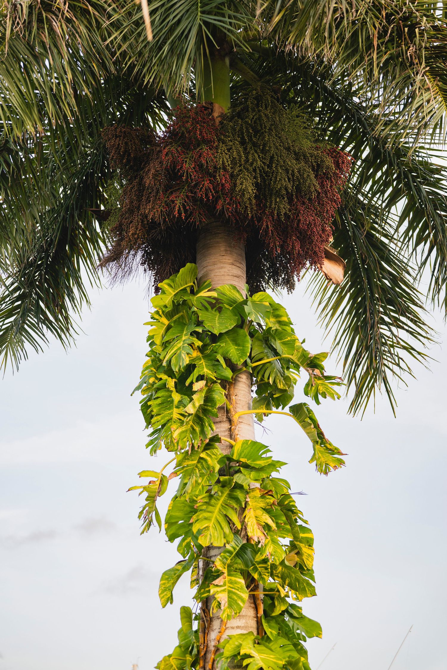 Palm trees decorated with lush green foliage garlands against a bright sky background.