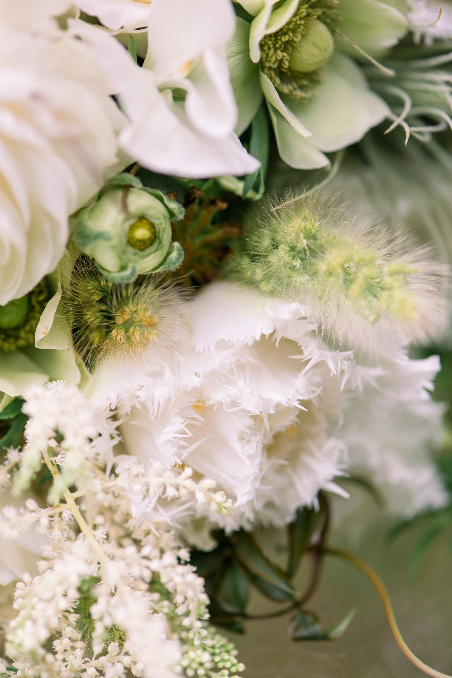 Close-up macro photograph of delicate white frilly flowers with ruffled petals and fuzzy textures in soft focus.