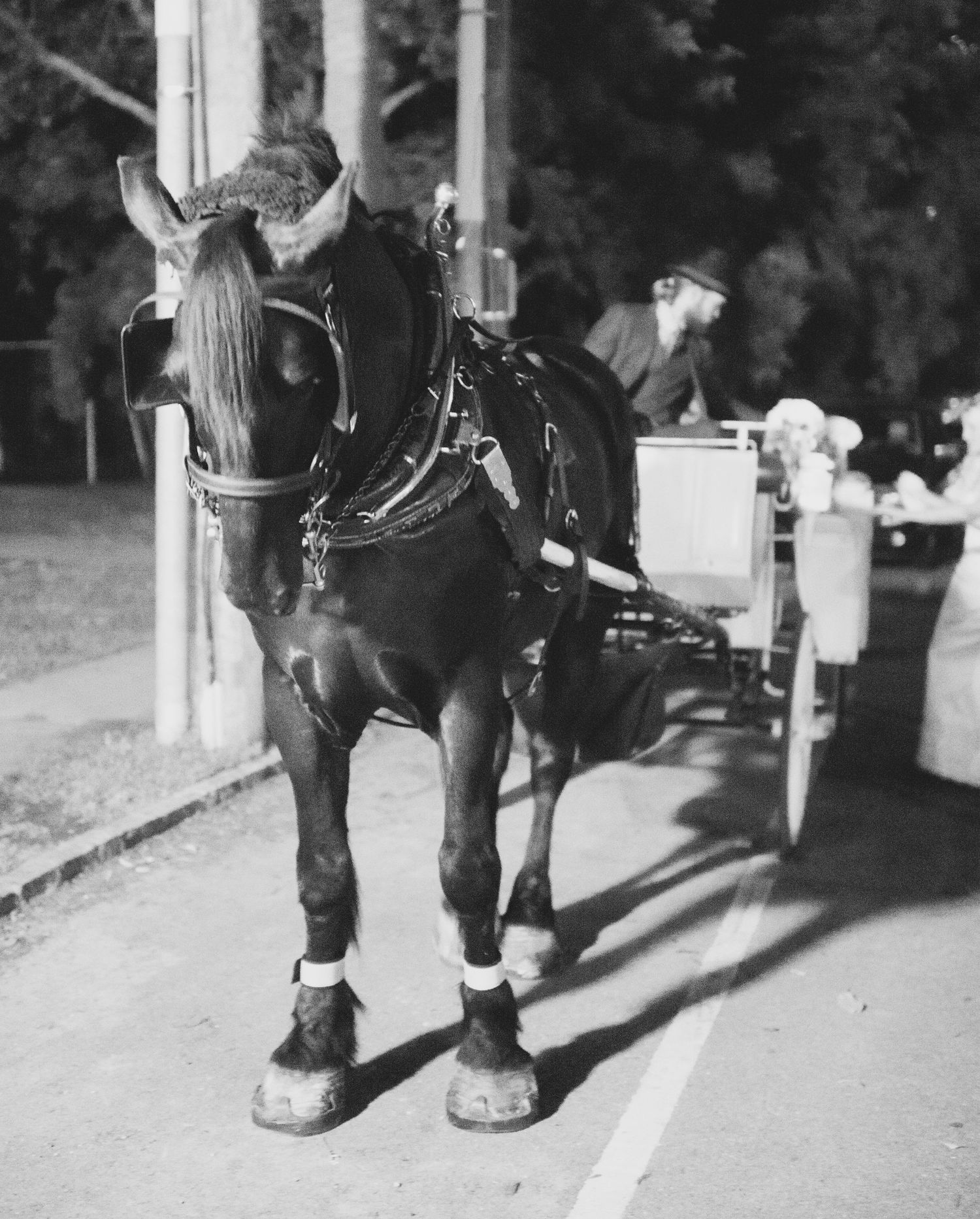 A series of vintage black and white photographs showing close-up details of a horse's hooves and legs with leather straps.