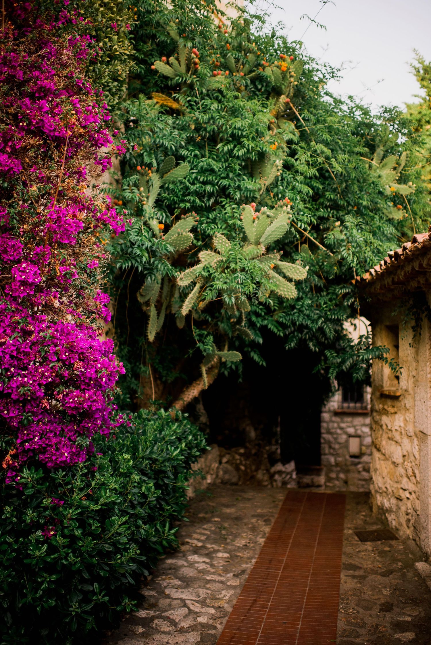 Stone walkway covered by vibrant purple bougainvillea flowers and lush greenery creates a romantic garden path.