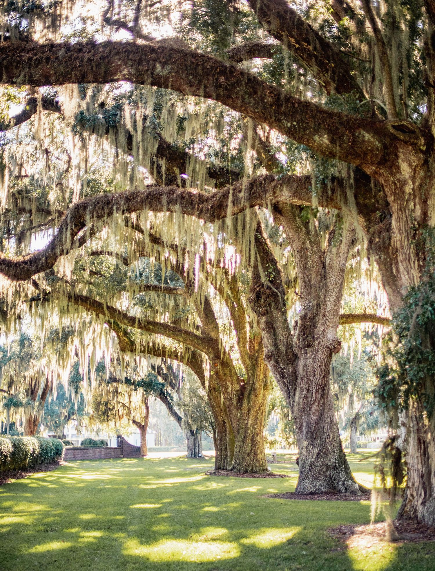Spanish moss hangs dramatically from ancient oak trees lining a peaceful garden path in the American South.