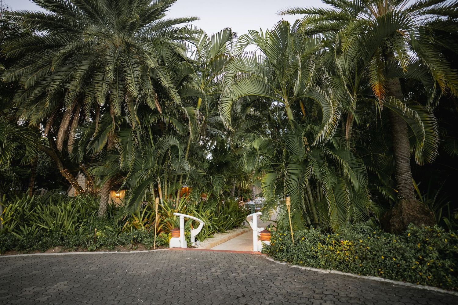 Palm tree lined driveway entrance with tropical landscaping and white gates.