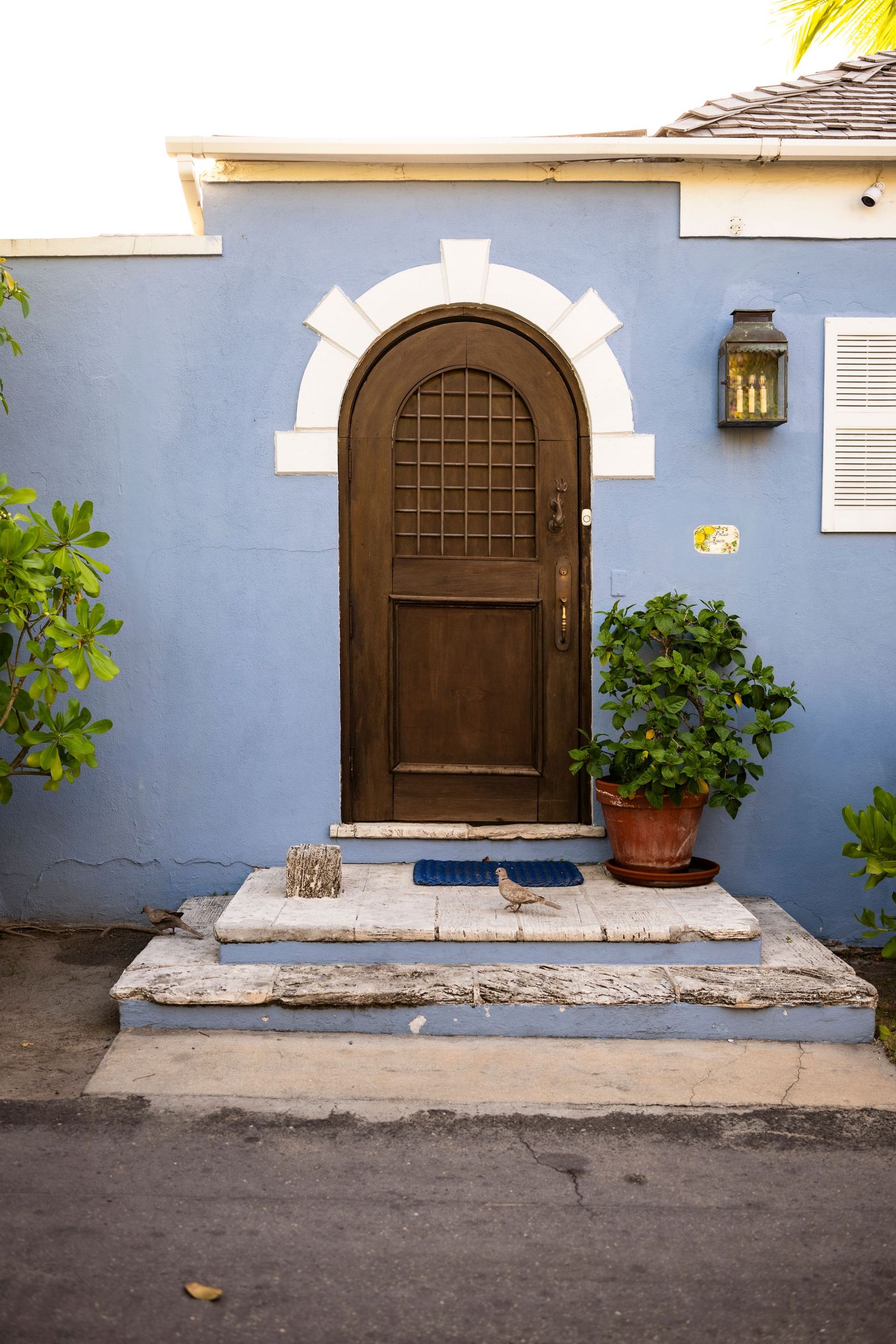 Row of arched wooden doors on a blue stucco wall with potted plants and white trim details.