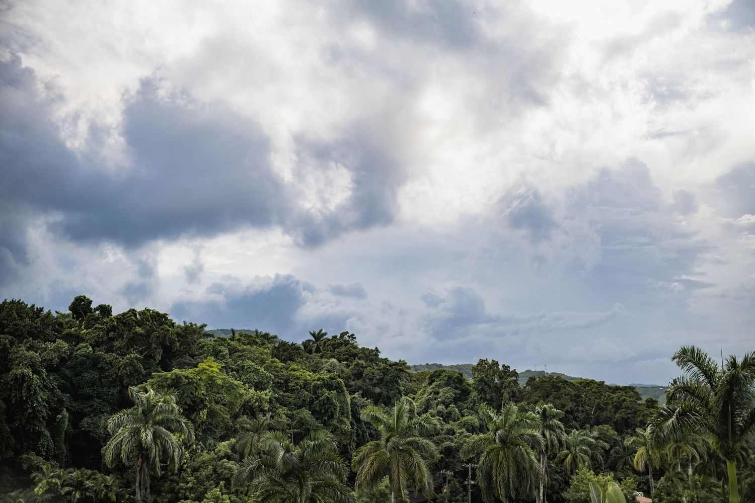 Panoramic view of a lush tropical landscape with palm trees and dramatic cloudy sky overhead.