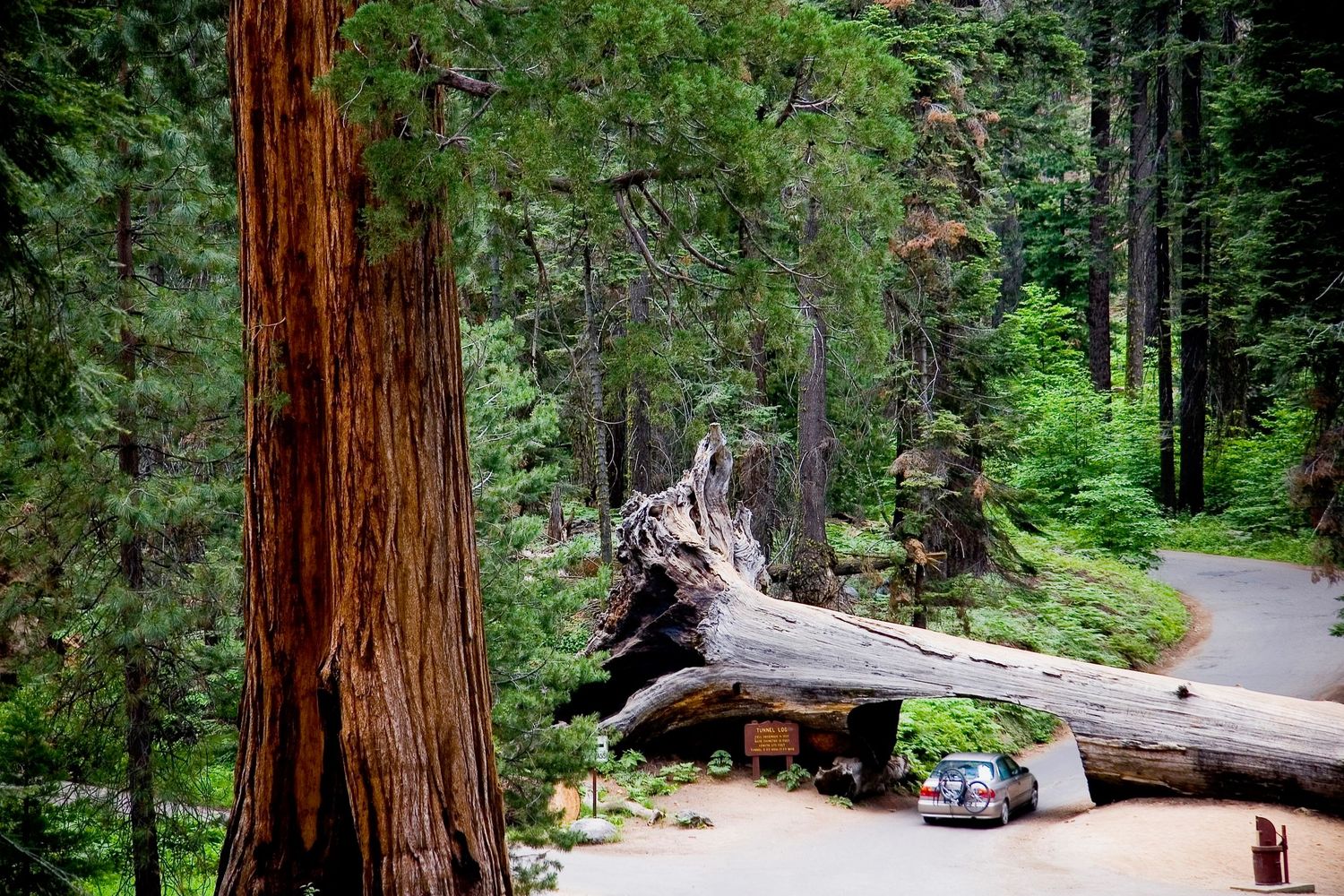Majestic giant sequoia trees tower over a winding forest road in a dense national park setting.