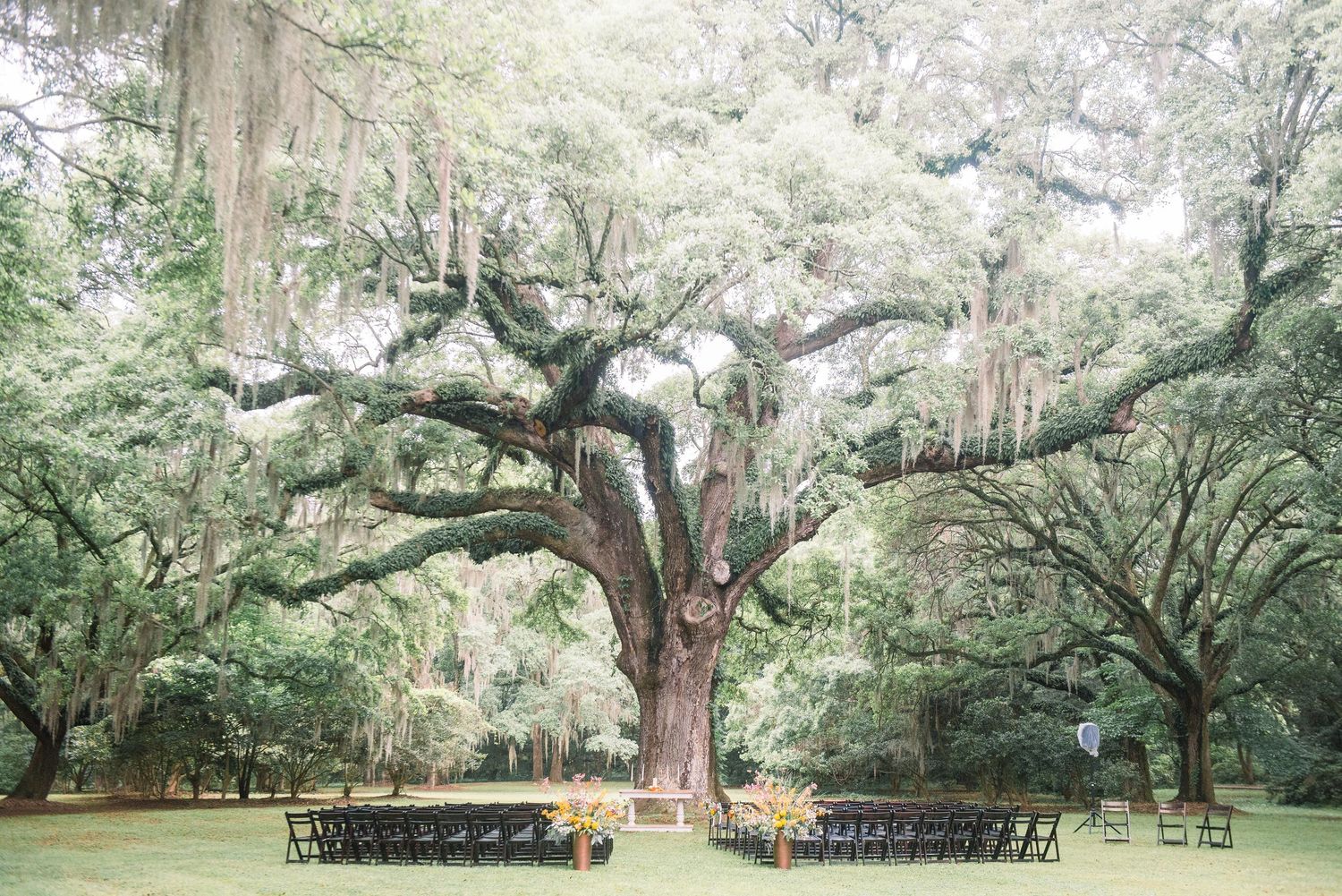 Wedding ceremony setup with rows of chairs beneath a majestic oak tree draped in Spanish moss in a serene garden setting.