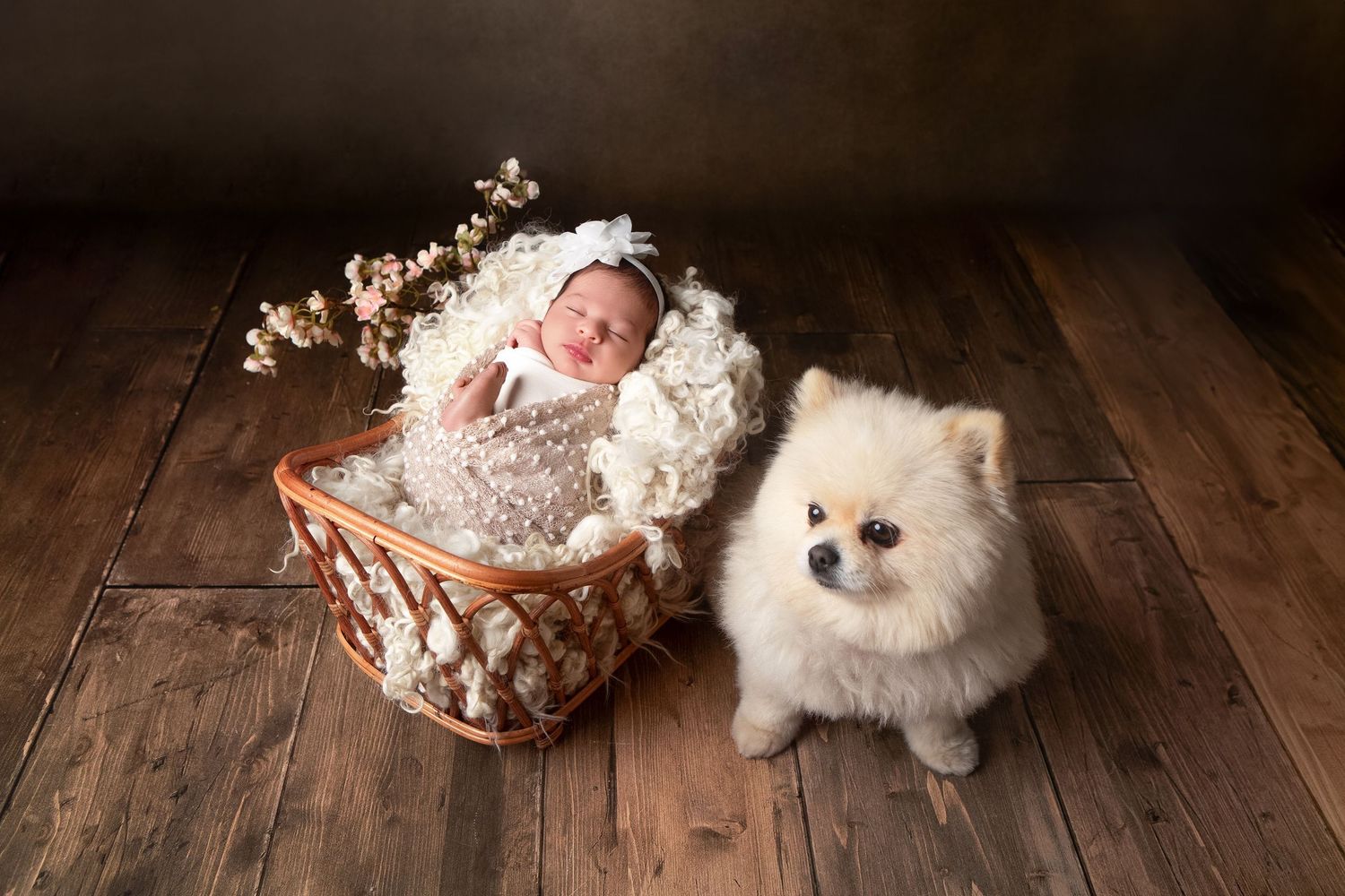 Newborn baby sleeping in a wicker basket beside a fluffy white Pomeranian dog on a wooden floor.