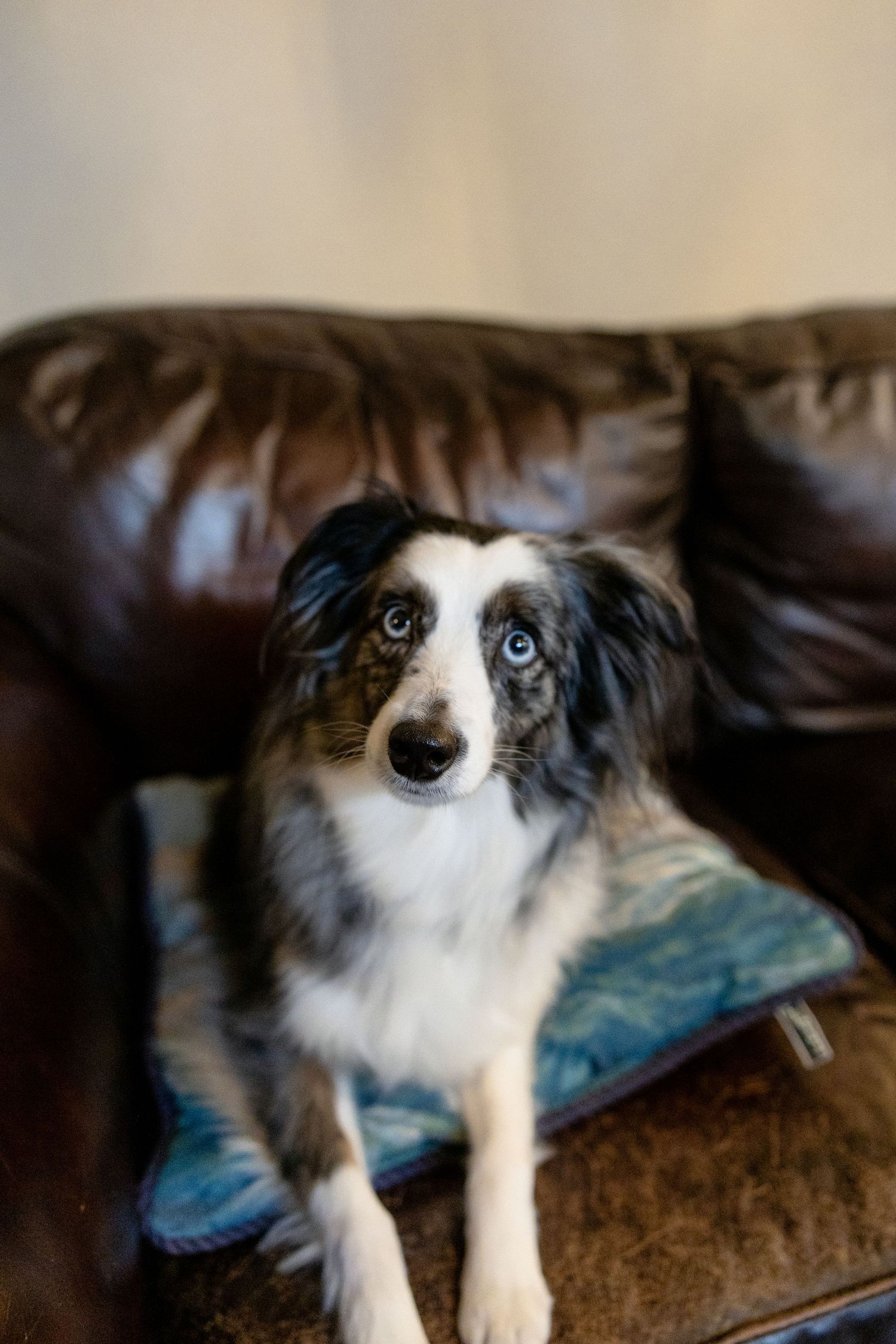 Blue-eyed Australian Shepherd dog sits on a leather couch cushion looking at the camera.