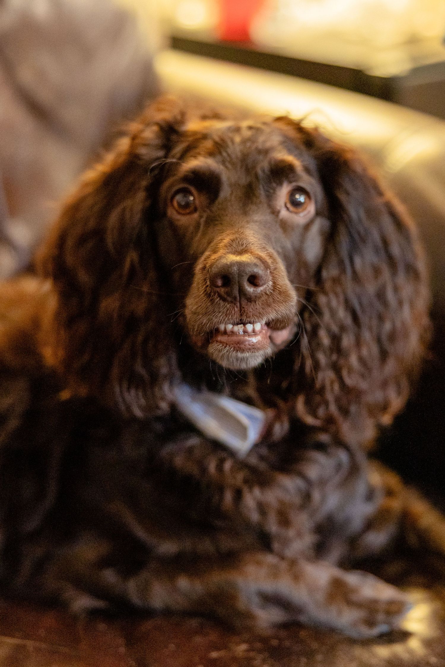 Chocolate brown Cocker Spaniel wearing a bow tie poses on a couch before a wedding.