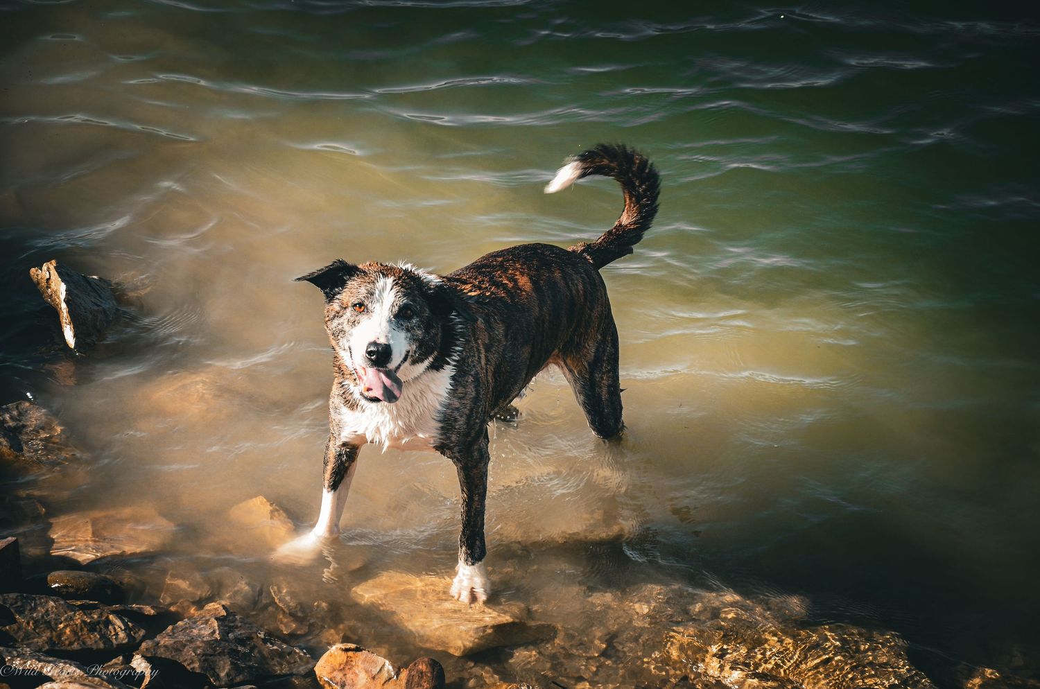 Outdoor pet portrait of a black and white dog standing in shallow creek water, surrounded by sunlight and natural reflections.