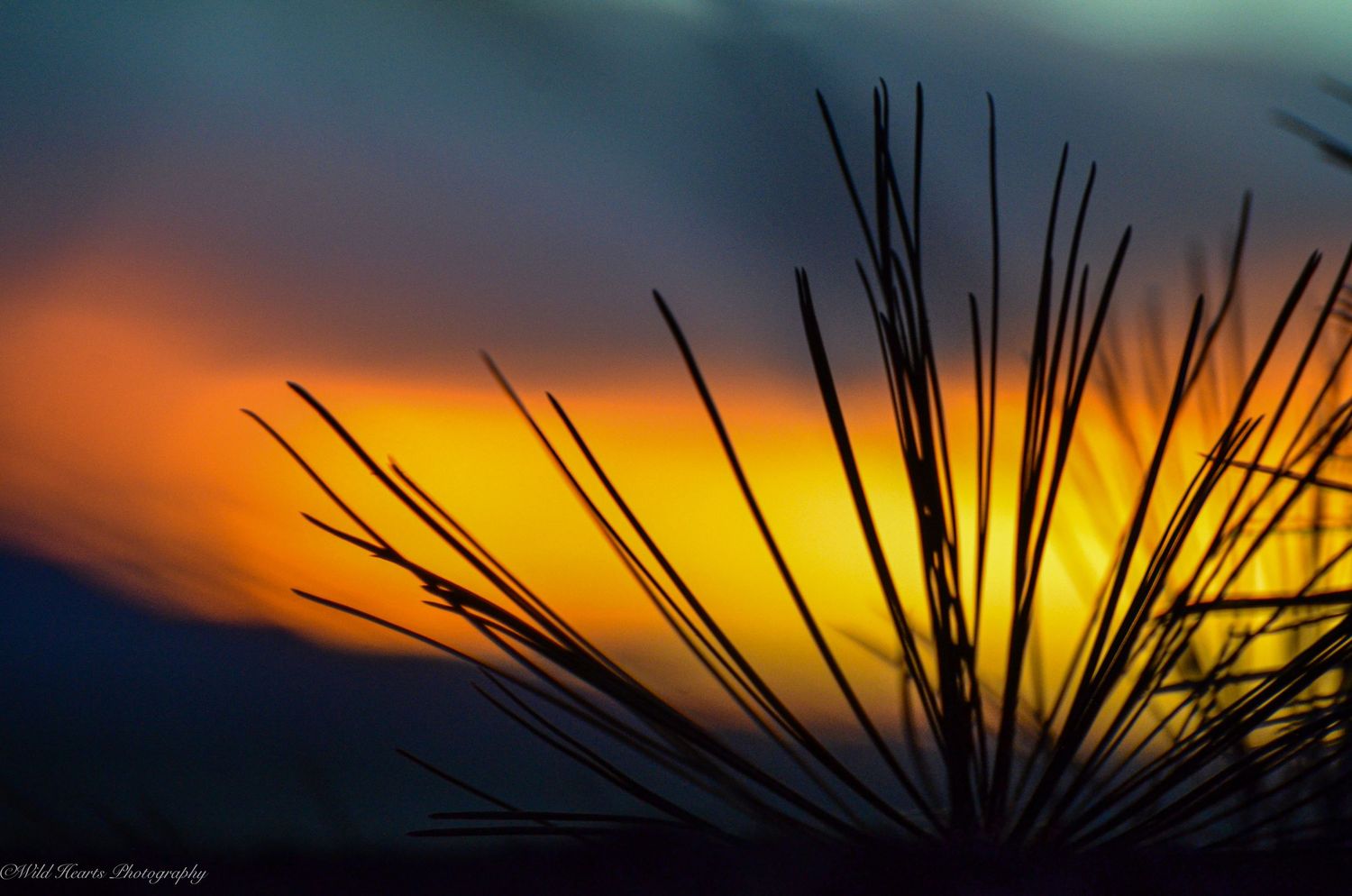 Vibrant orange and yellow sunset near Pueblo, Colorado, with silhouetted desert plants against a dramatic evening sky.