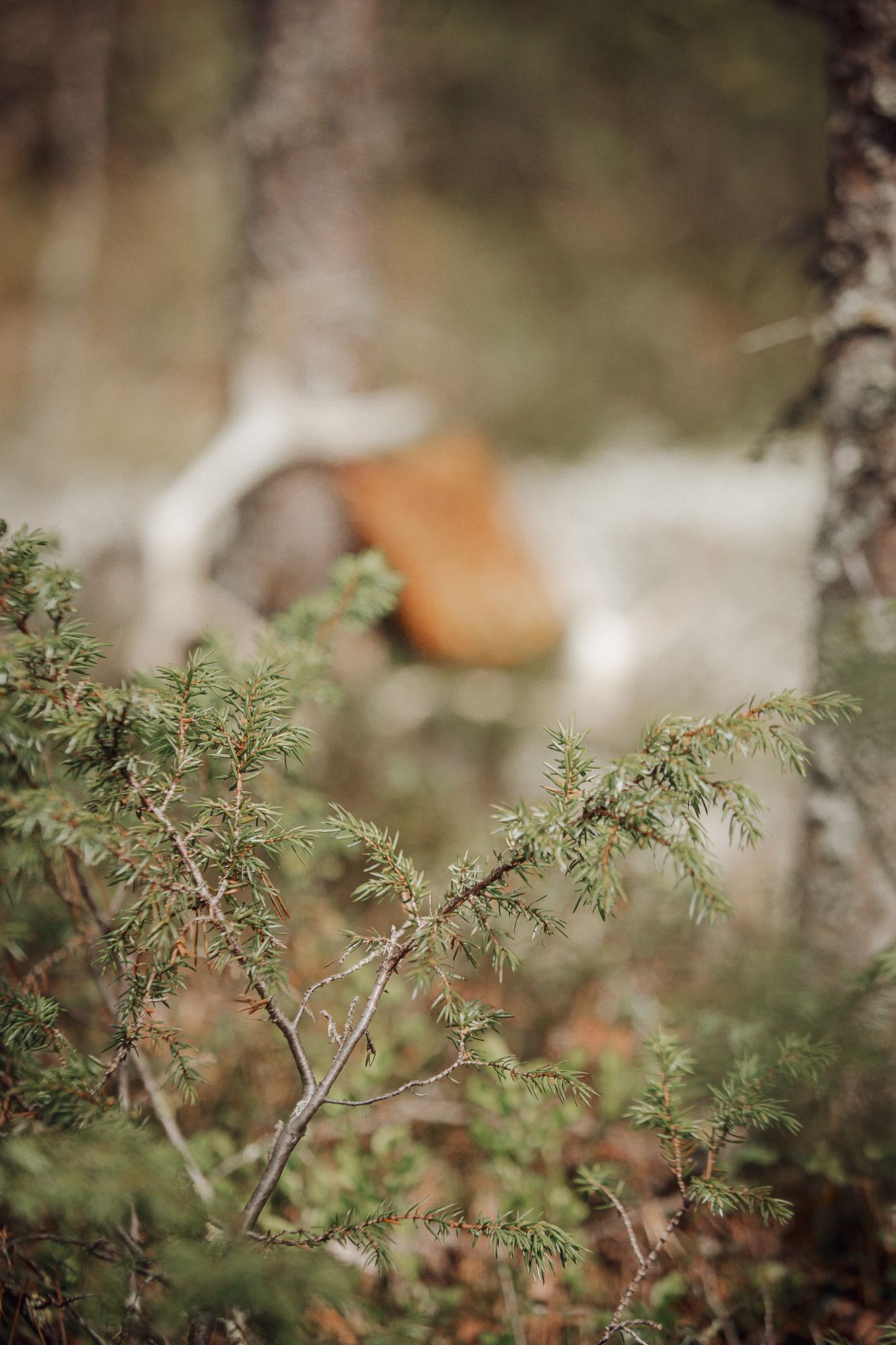 metsäpakopeli elämys kajaanissa, pakopeli metsässä, tyhy kajaani, perheen kanssa tekemistä kajaanissa, kajaani kesä, pakopeli kajaani