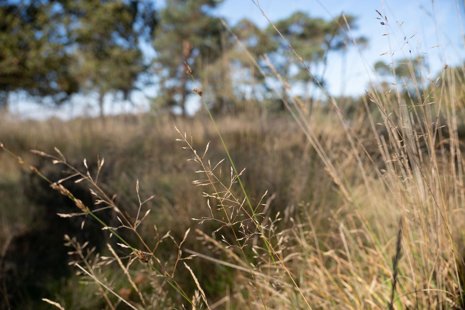 Sophie Mollee Photography - omgeving Eindhoven, Den Bosch, Boxtel, Schijndel, Esch, Liempde, Best, Rosmalen