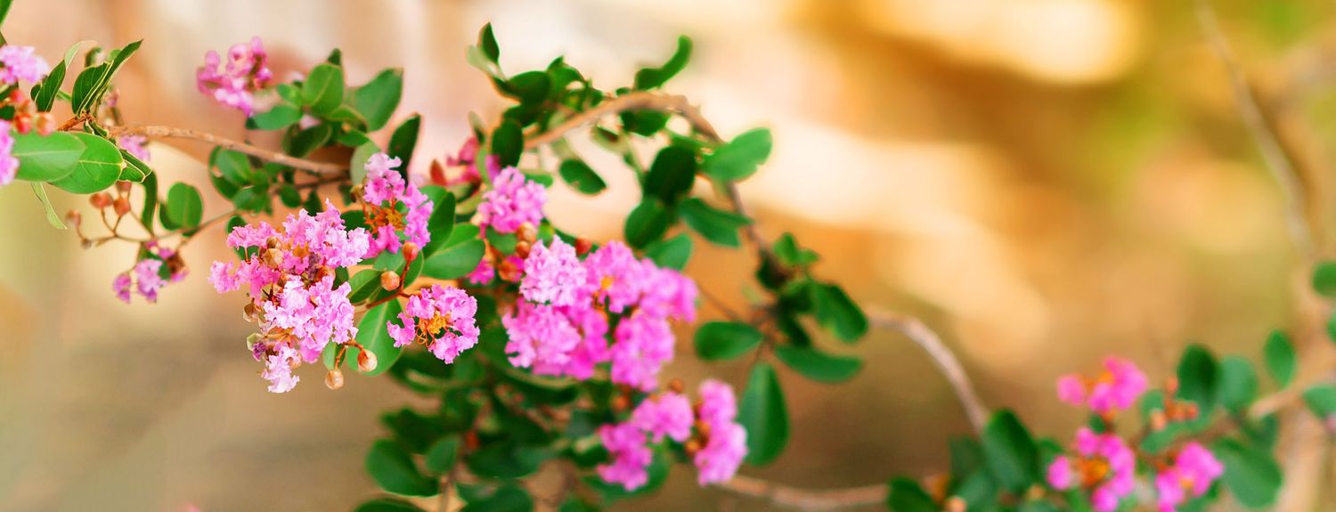 Vibrant pink crepe myrtle flowers blooming on lush green branches with a soft golden bokeh background.