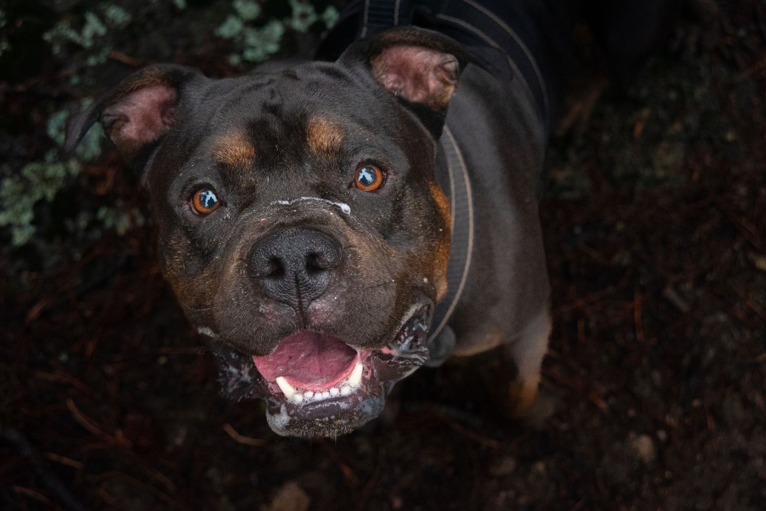 American Pitbull Portrait