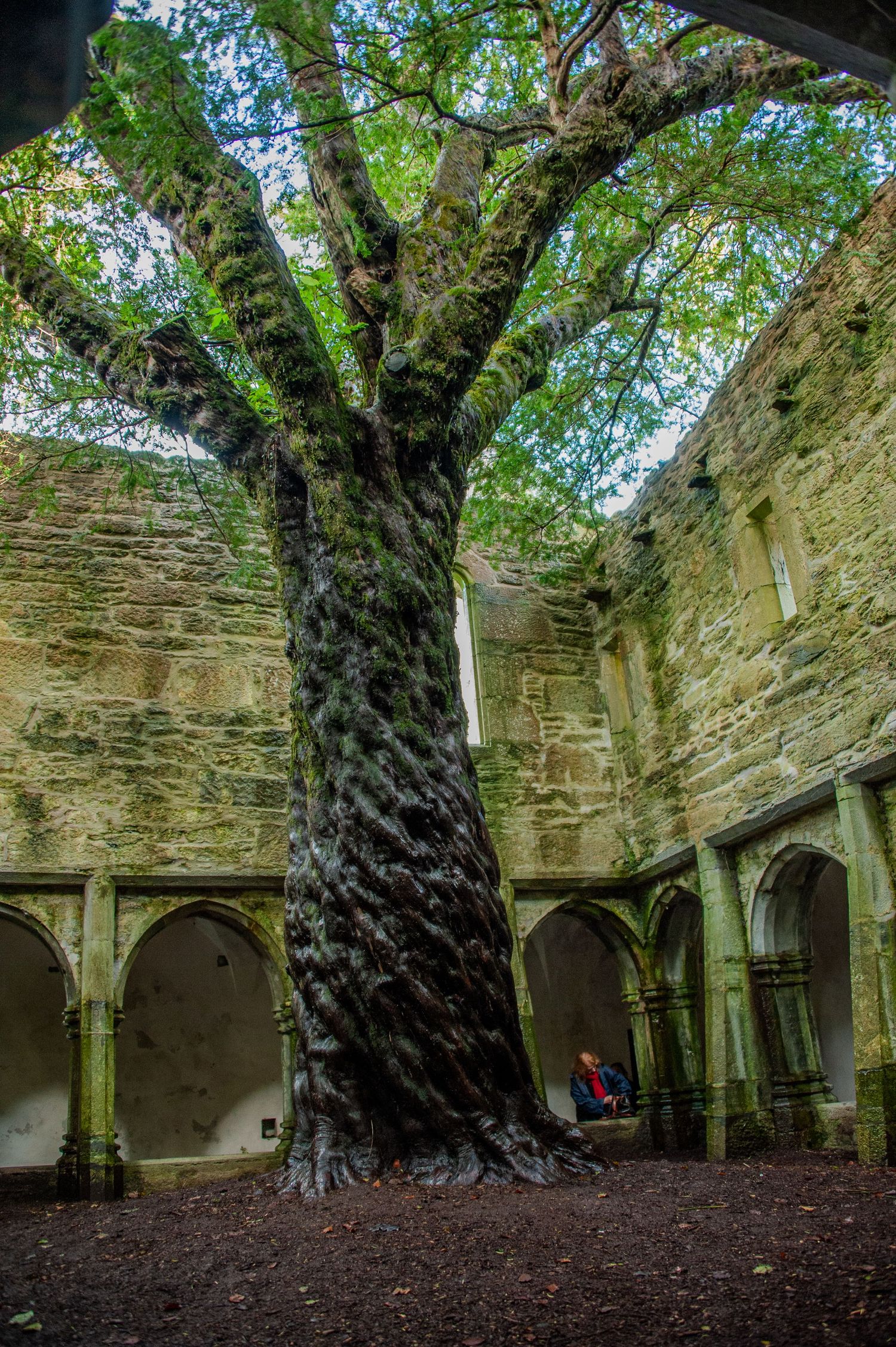 Massive ancient tree with twisted bark grows inside stone monastery ruins with arched cloisters.