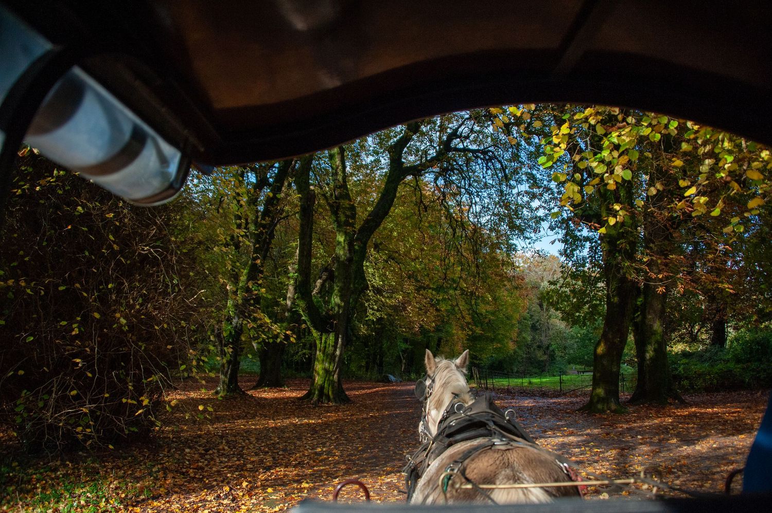 Autumn park view through car windshield with trees and fallen leaves.