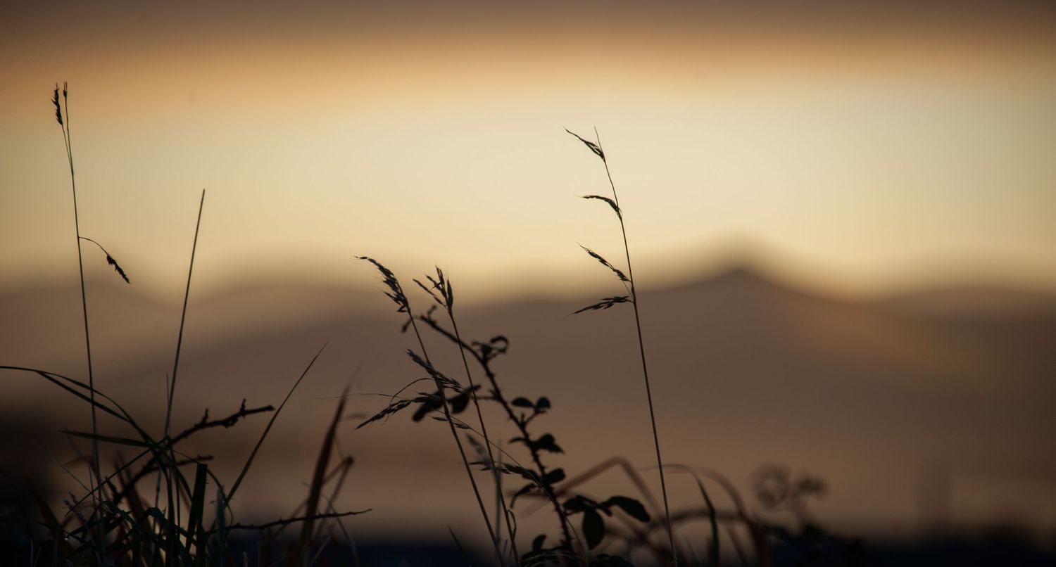 Silhouette of wild grass stalks against sunset sky with mountains in background.