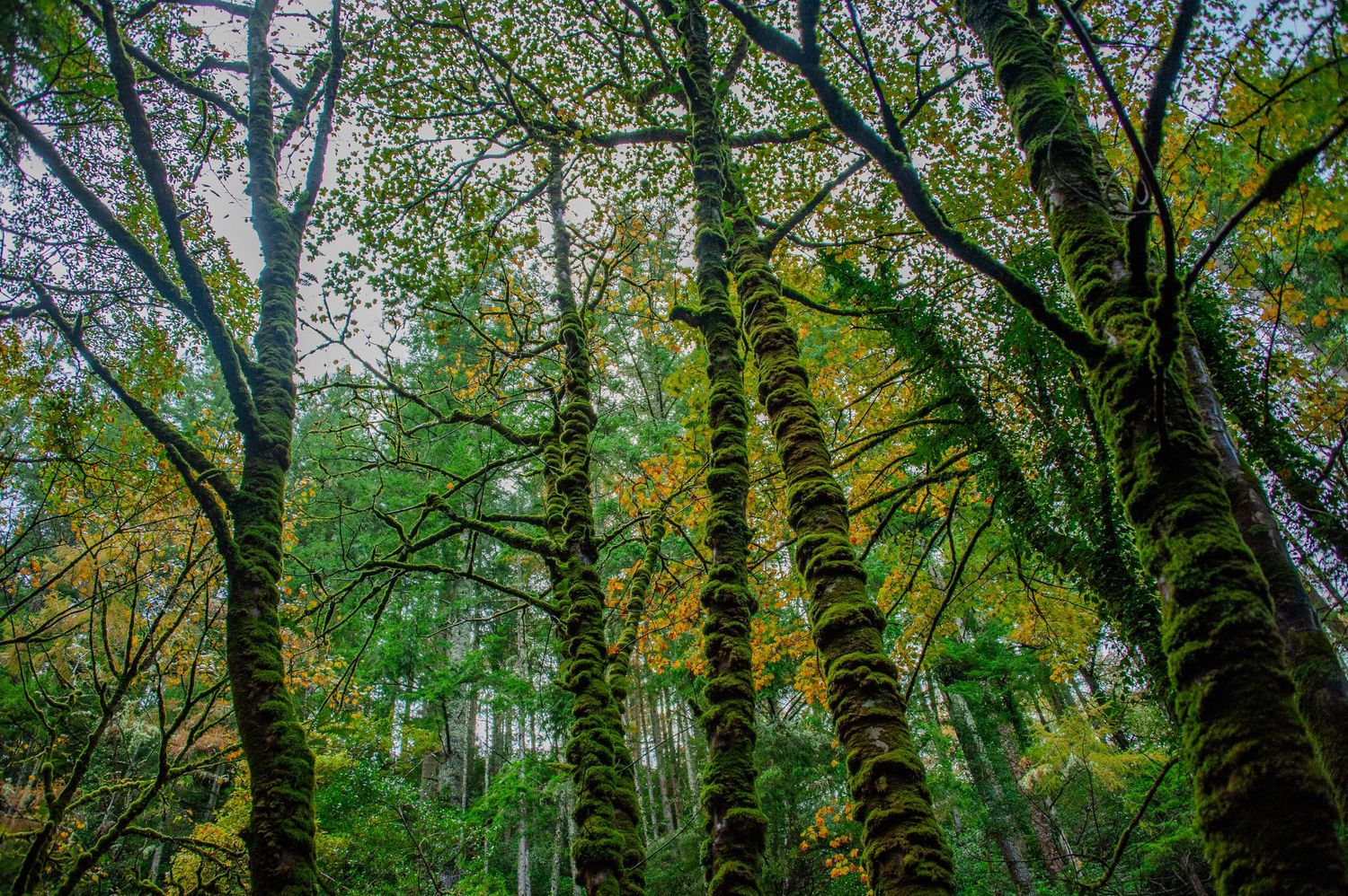 Lush forest canopy with moss-covered tree trunks and dense green foliage.
