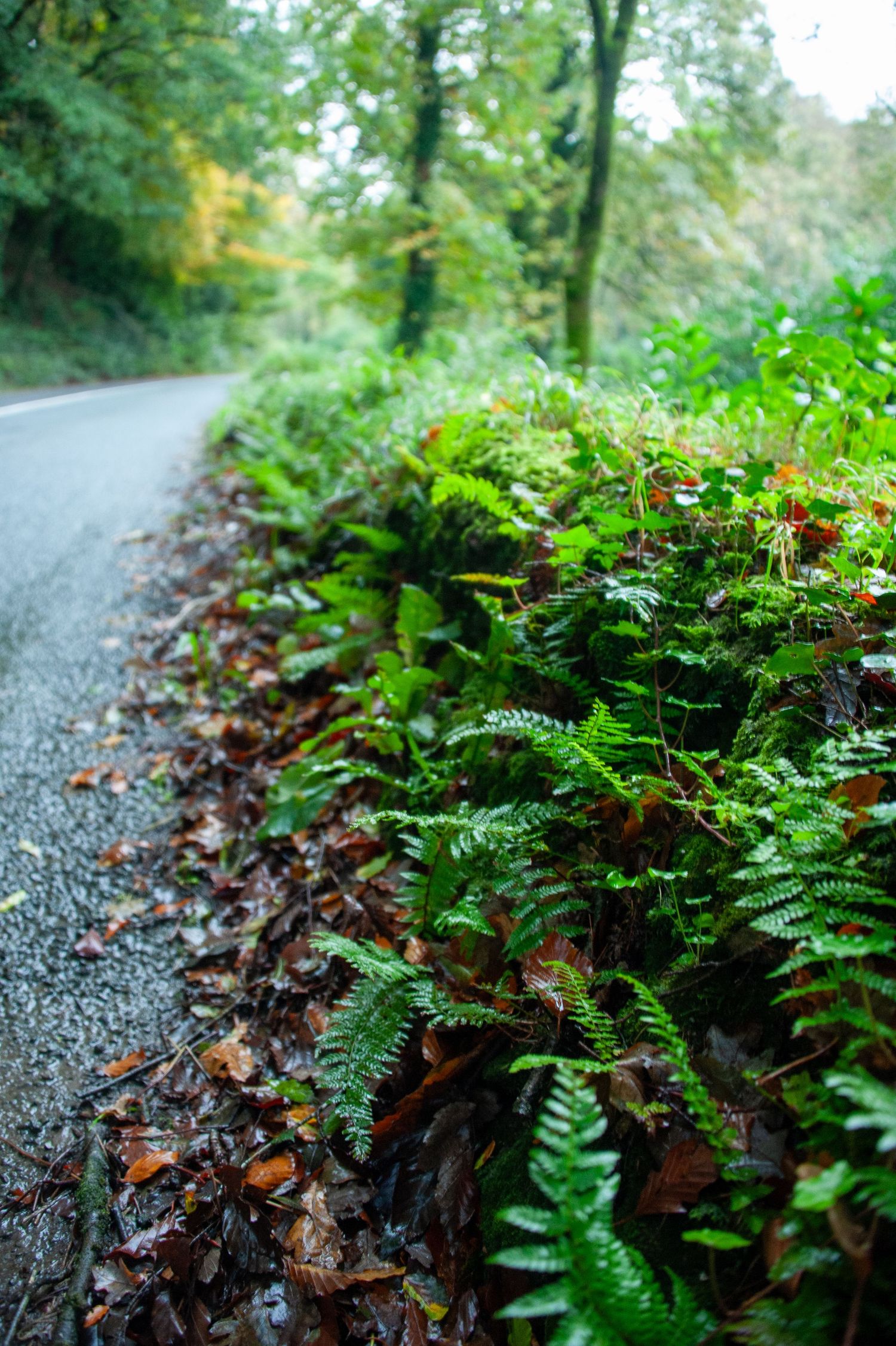 Ferns and autumn leaves line a curving forest path on a misty day.