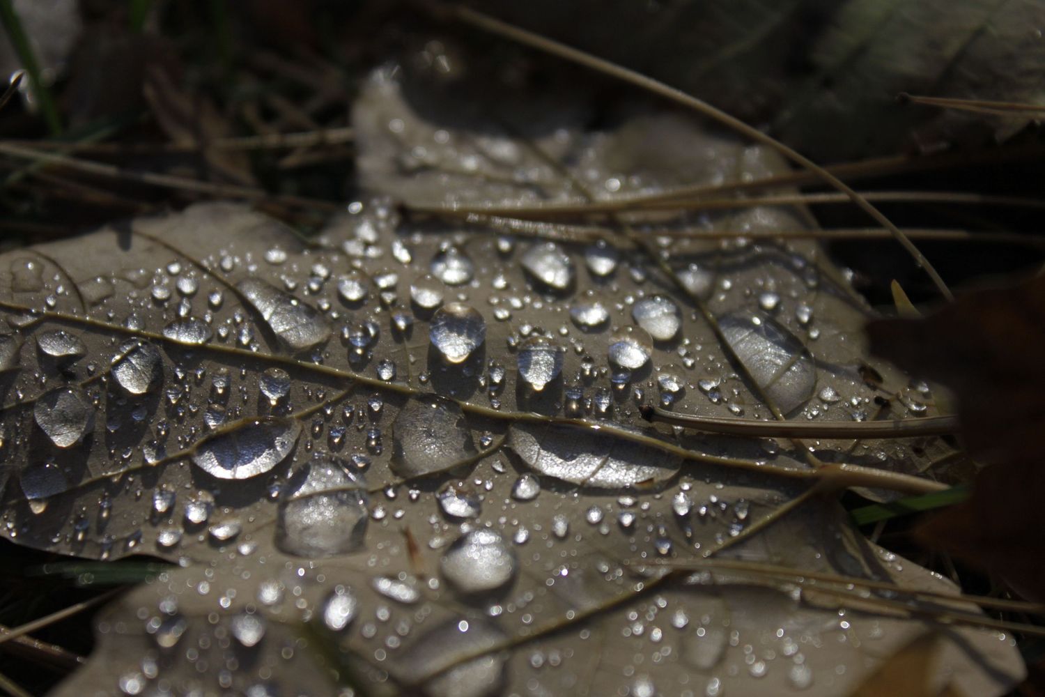 Macro photograph of water droplets on plant stems creating a natural abstract pattern.