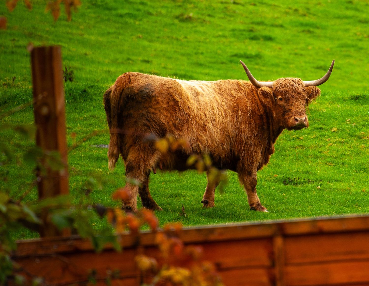 Highland cow with long horns and shaggy brown coat standing in a lush green field.
