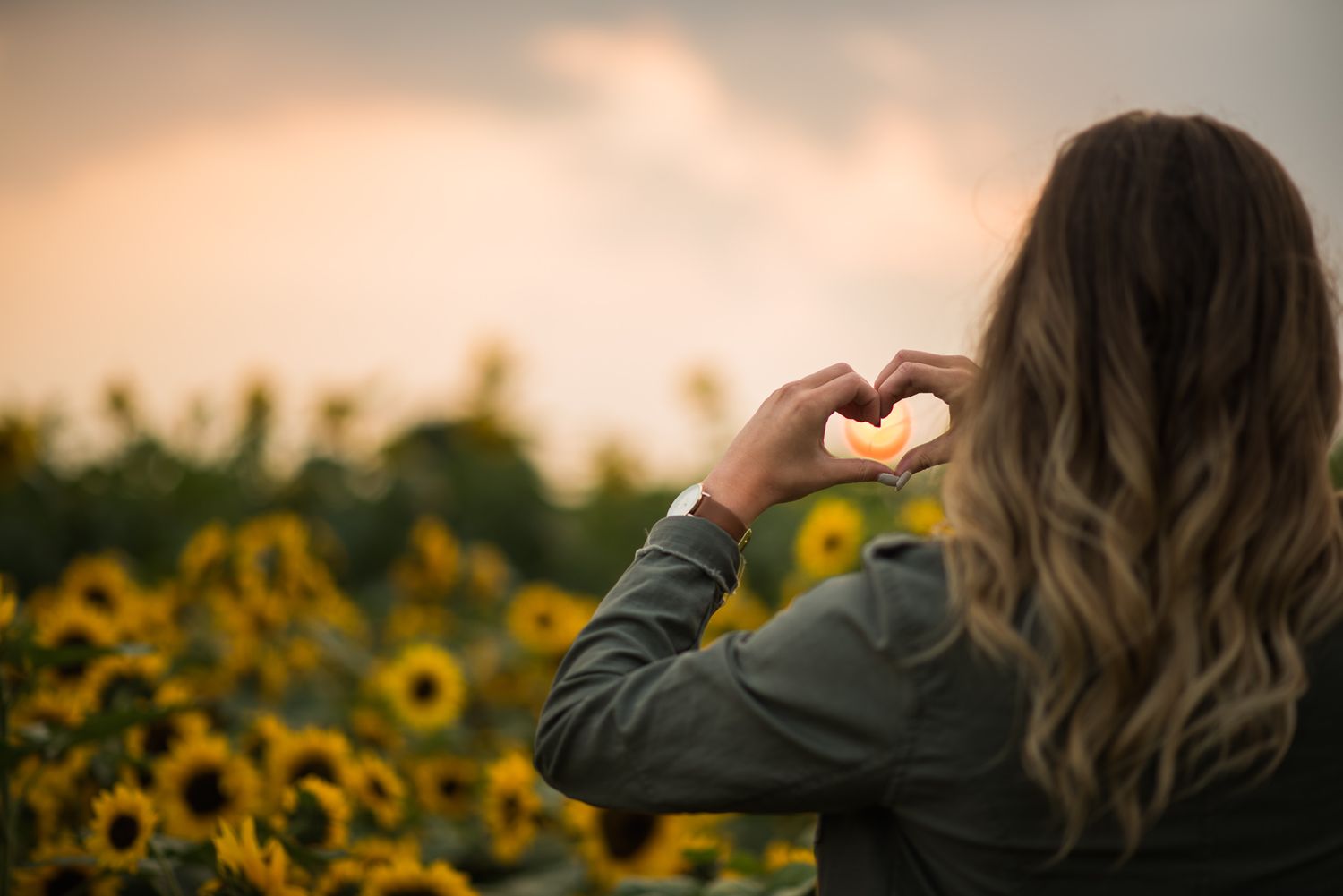 Person making heart shape with hands at sunset in front of blooming sunflower field.