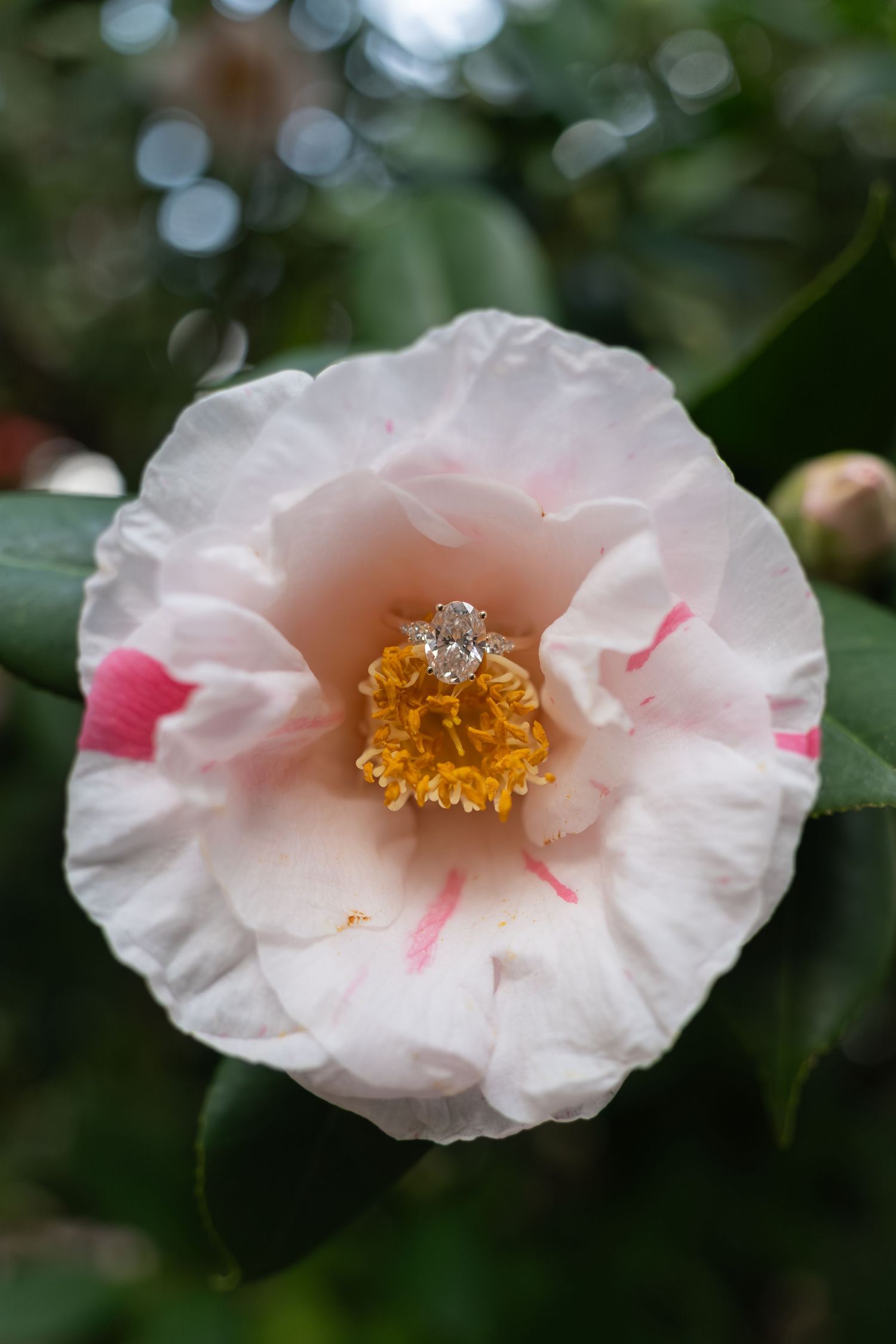 Close-up photos of delicate pink camellia flowers with yellow stamens showing different angles and stages of bloom.