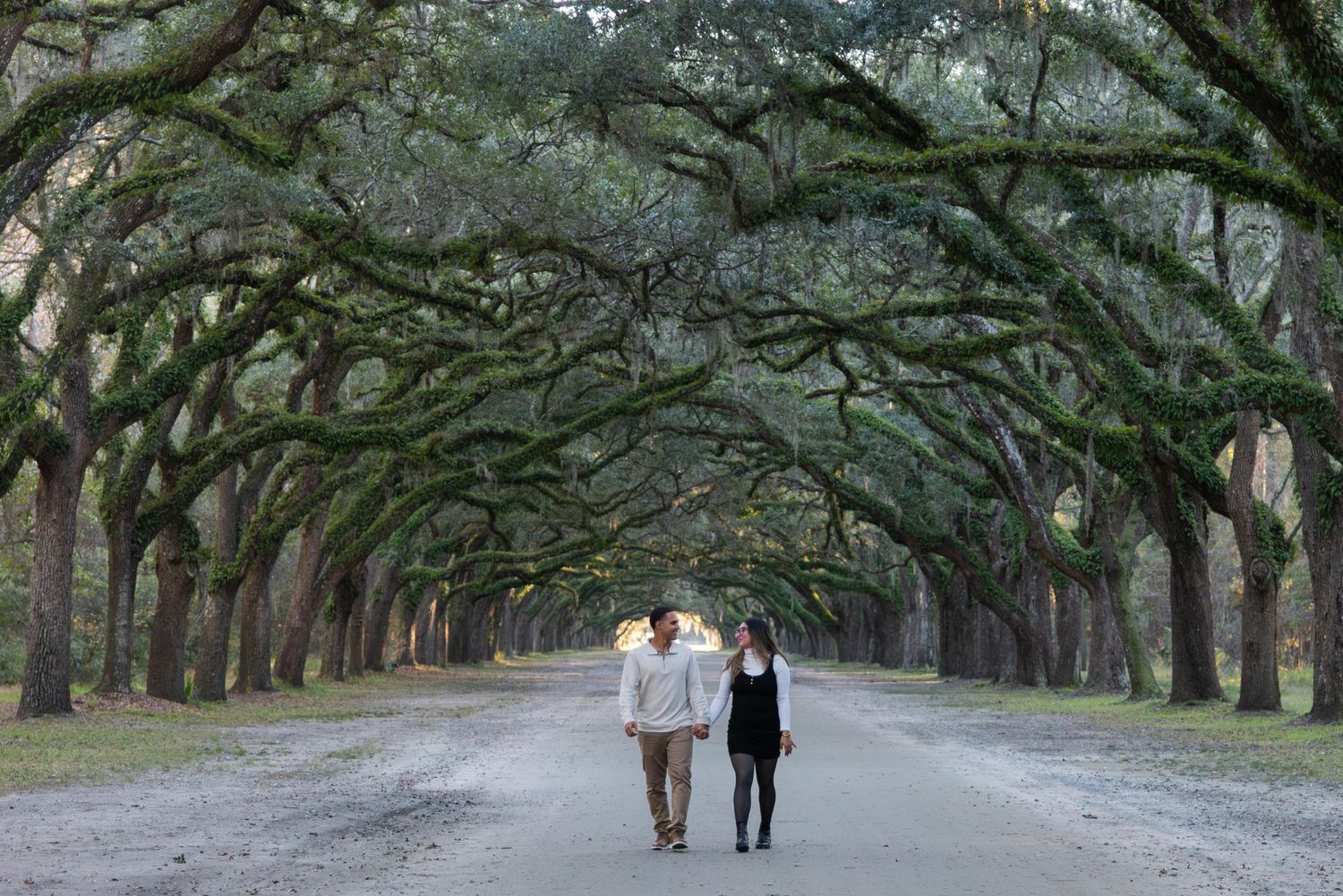 A majestic avenue of live oak trees with hanging Spanish moss creates a natural canopy over a walking path.