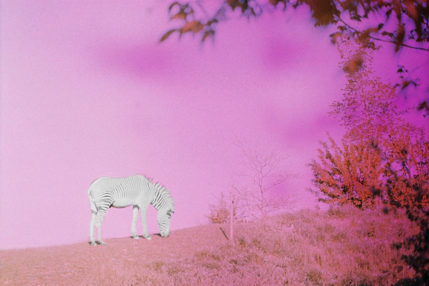 Zebra