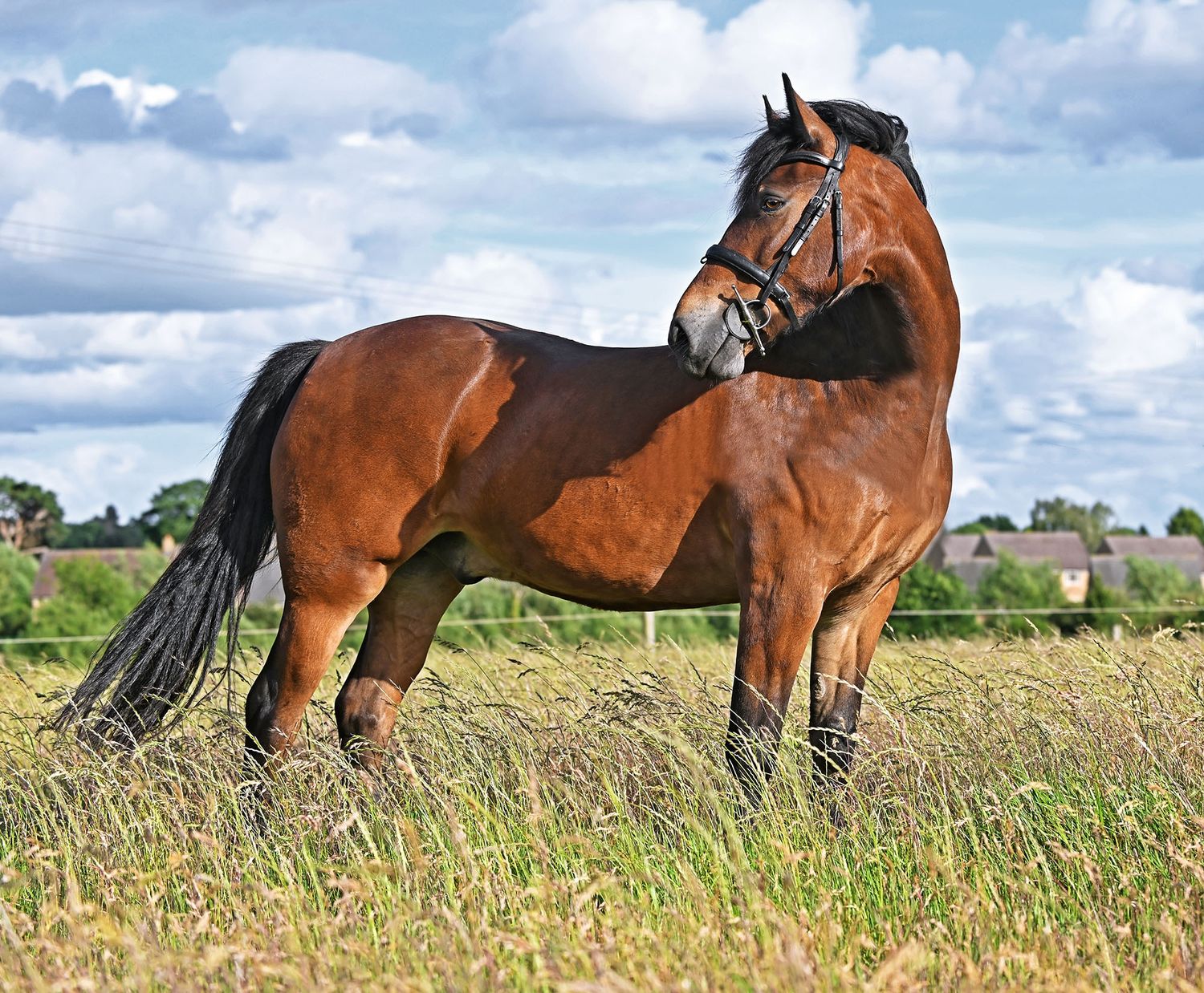 Horse