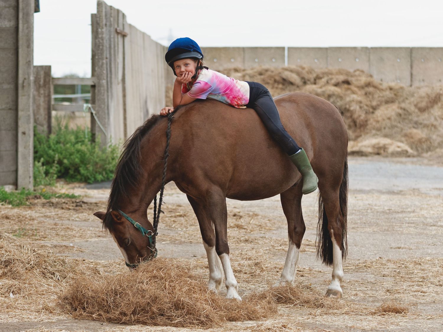 Horse