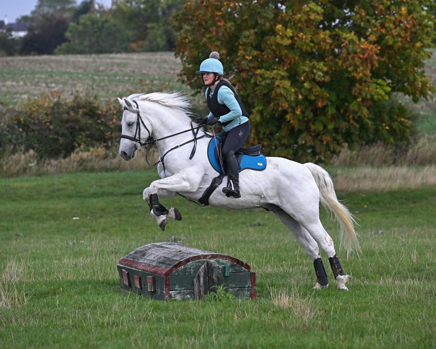 Horse
