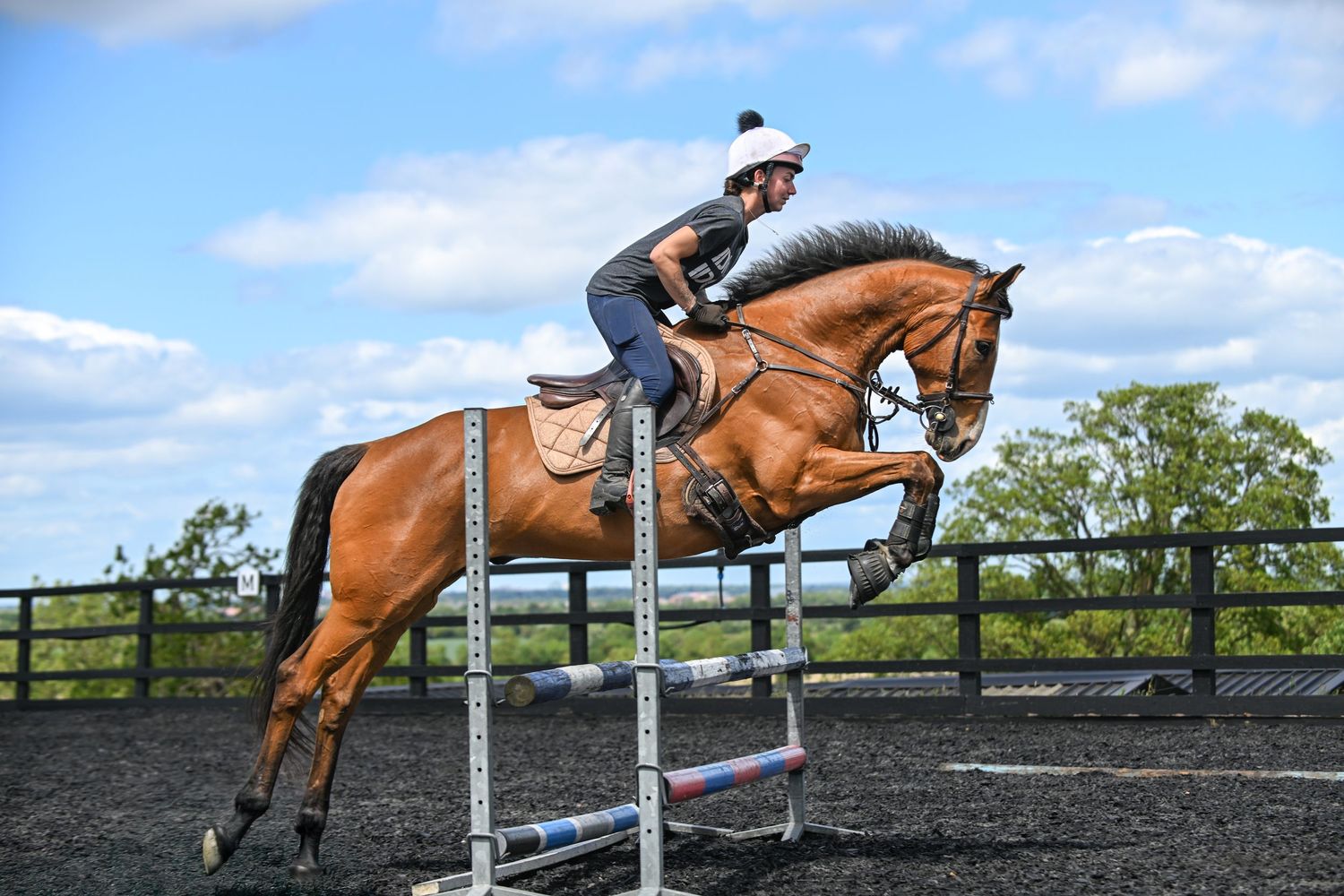 Horse