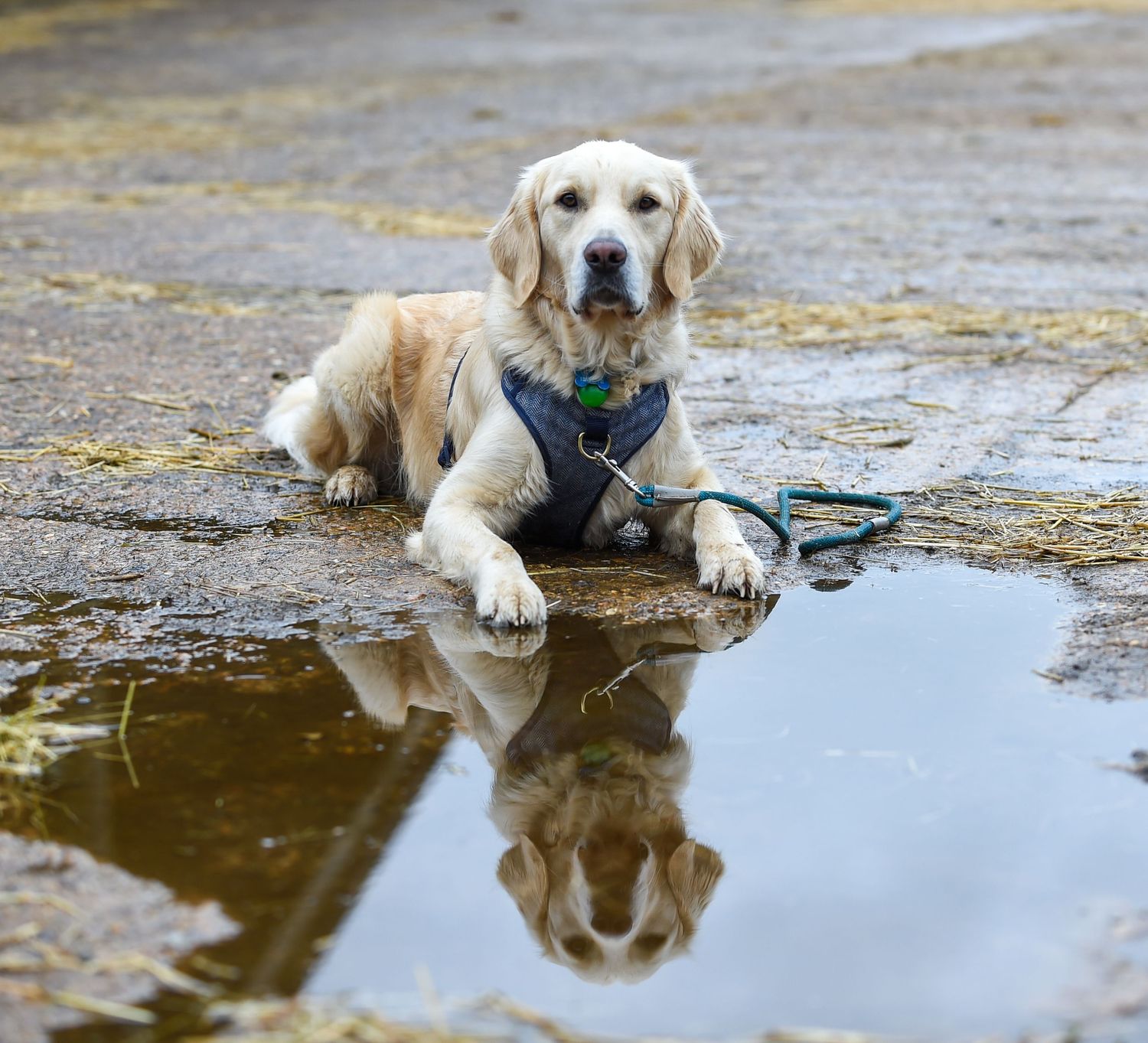 Dog