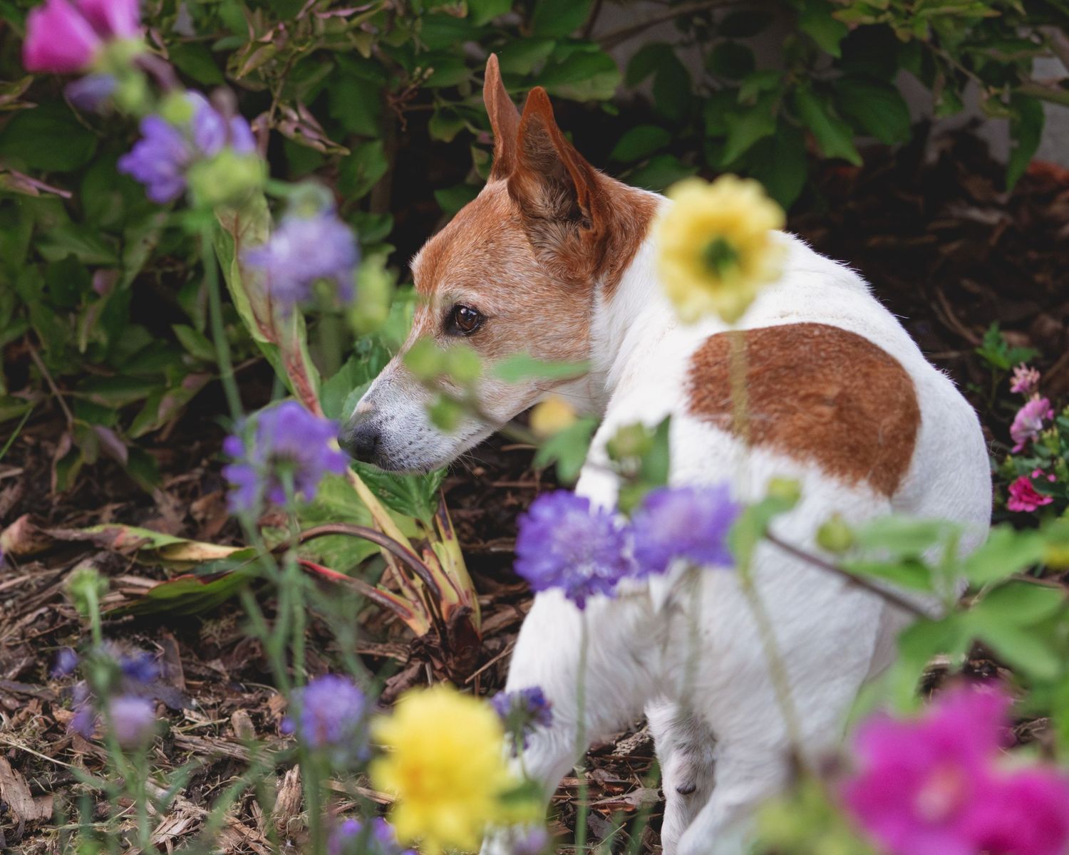 Dog