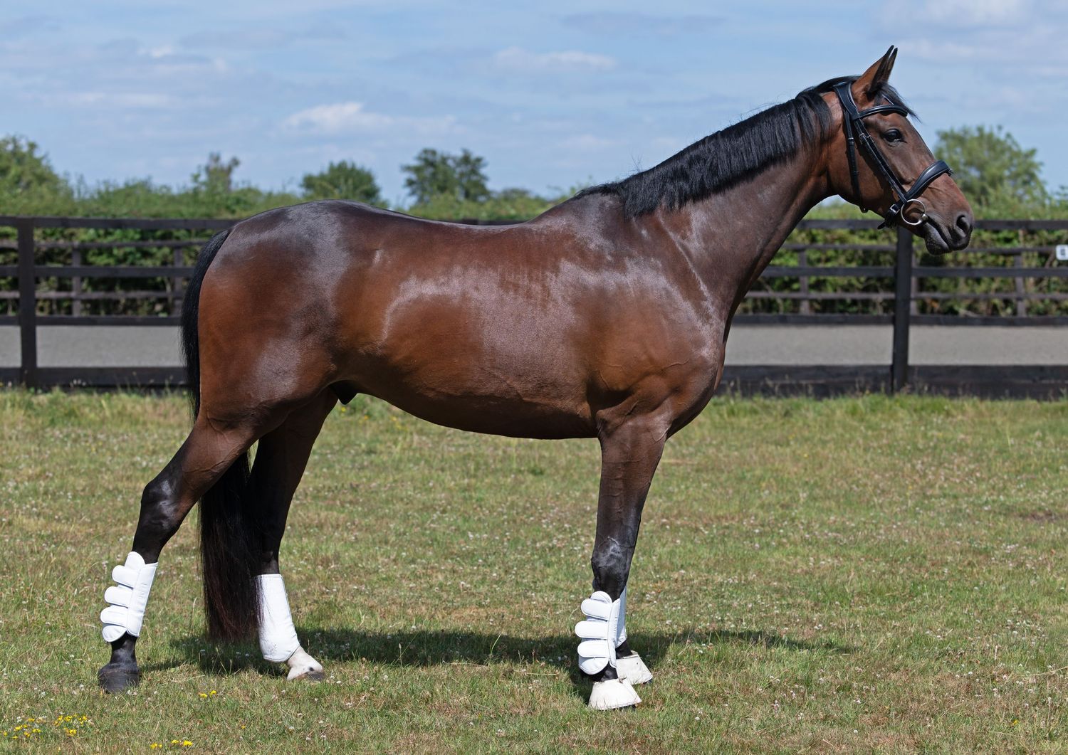 Horse