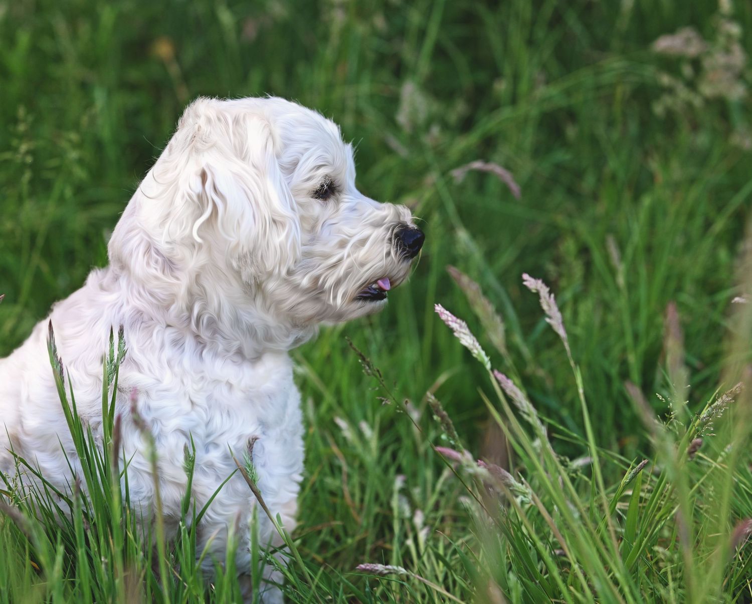 Dog