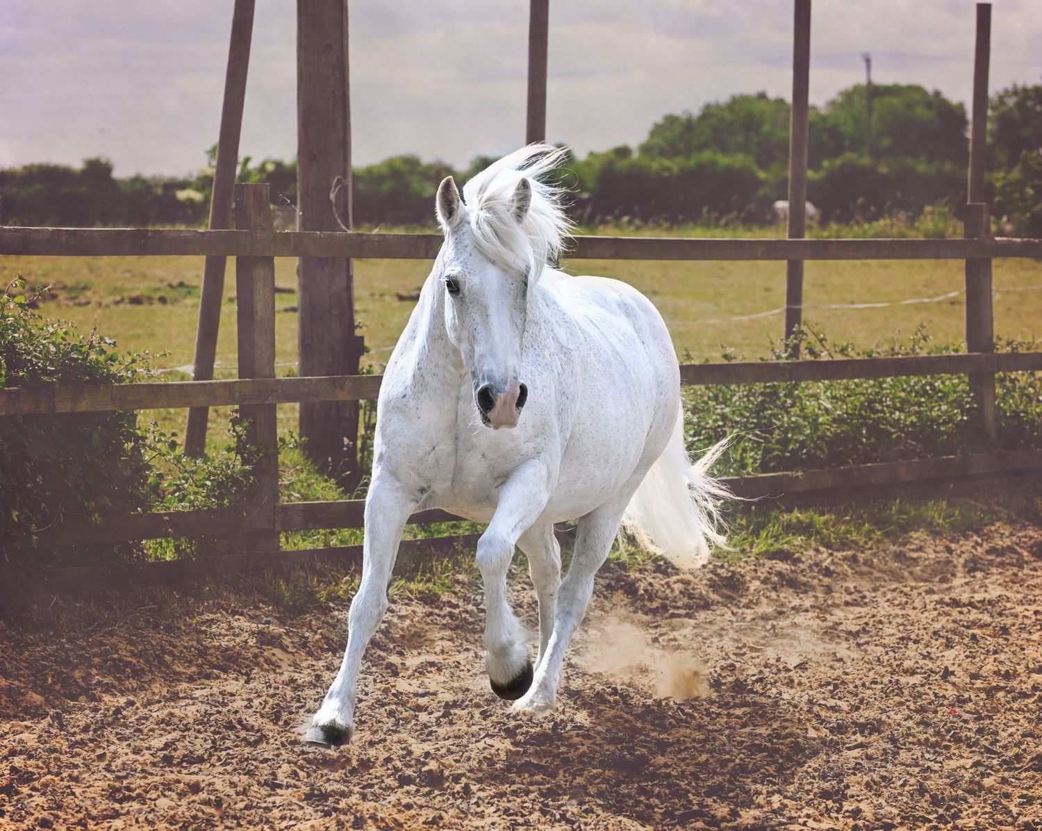 Horse