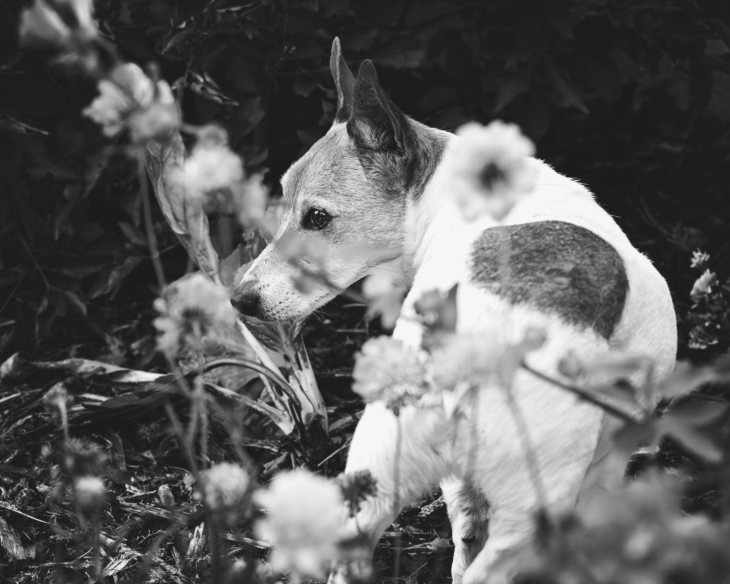Dog