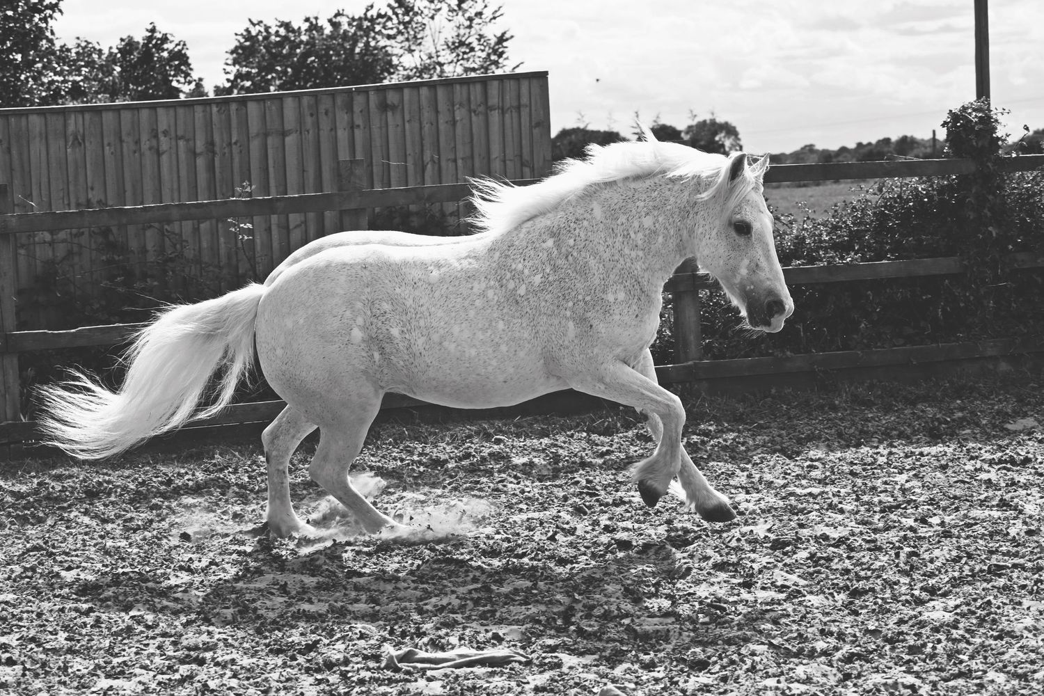 Horse